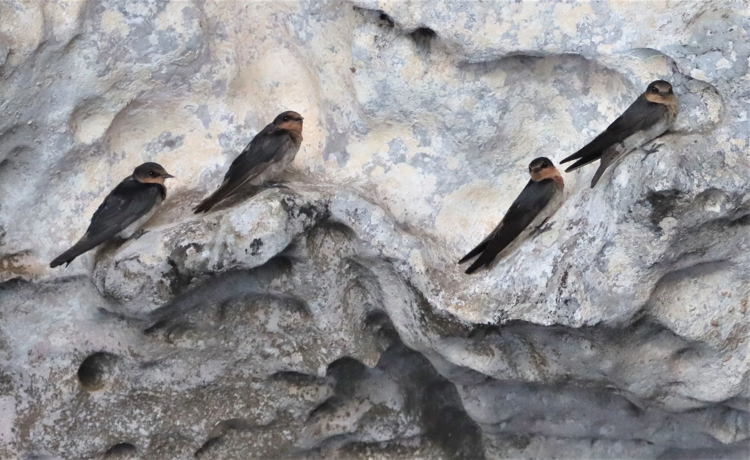 Barn Swallow (Hirundo rustica) Ao Phang Nga NP Thailand (5).jpg