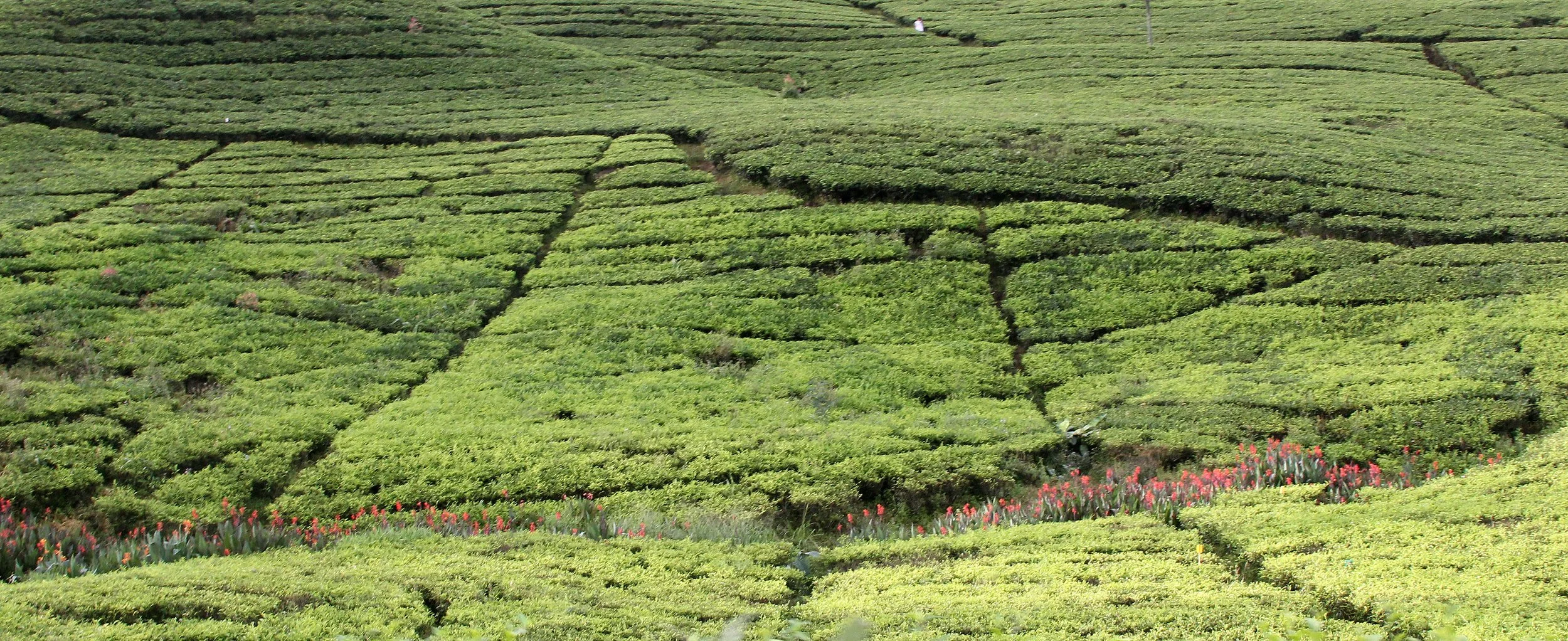 BOGOR - GEDE NATIONAL PARK - JAVA BARA, INDONESIA (16).JPG