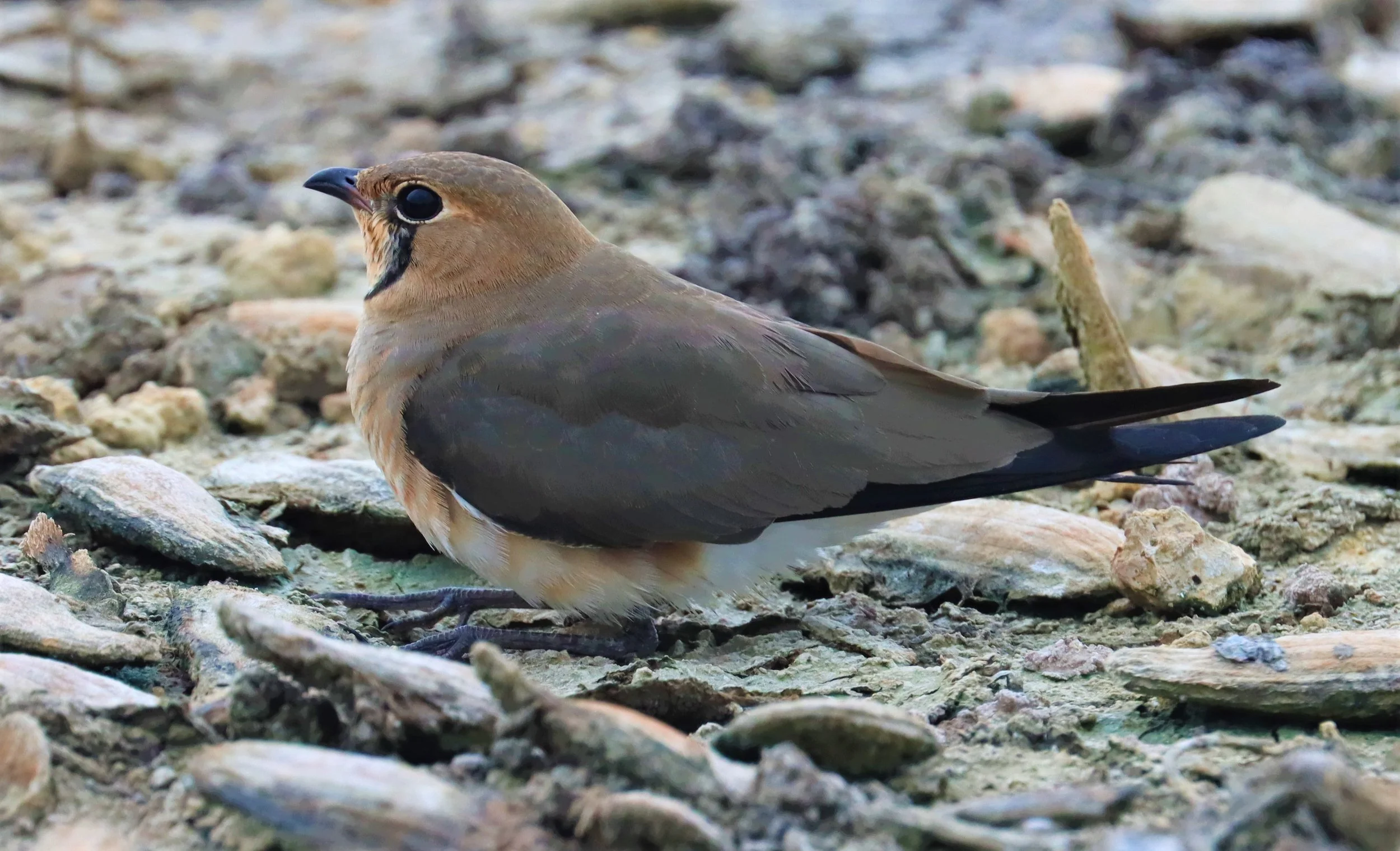 PRATINCOLE - ORIENTAL PRATINCOLE - Glareola maldivarum - BANG KHAEM - GIFTS SHOTS (4).jpg