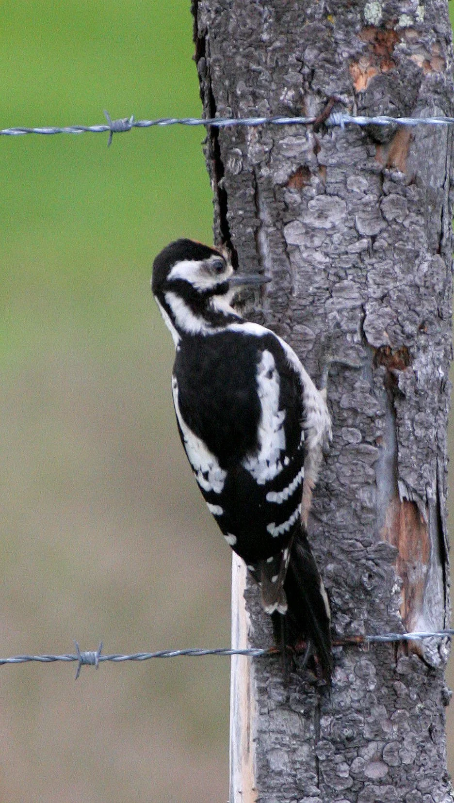 BIRD - WOODPECKER - GREAT SPOTTED - HORNOYA NORWAY (15).jpg