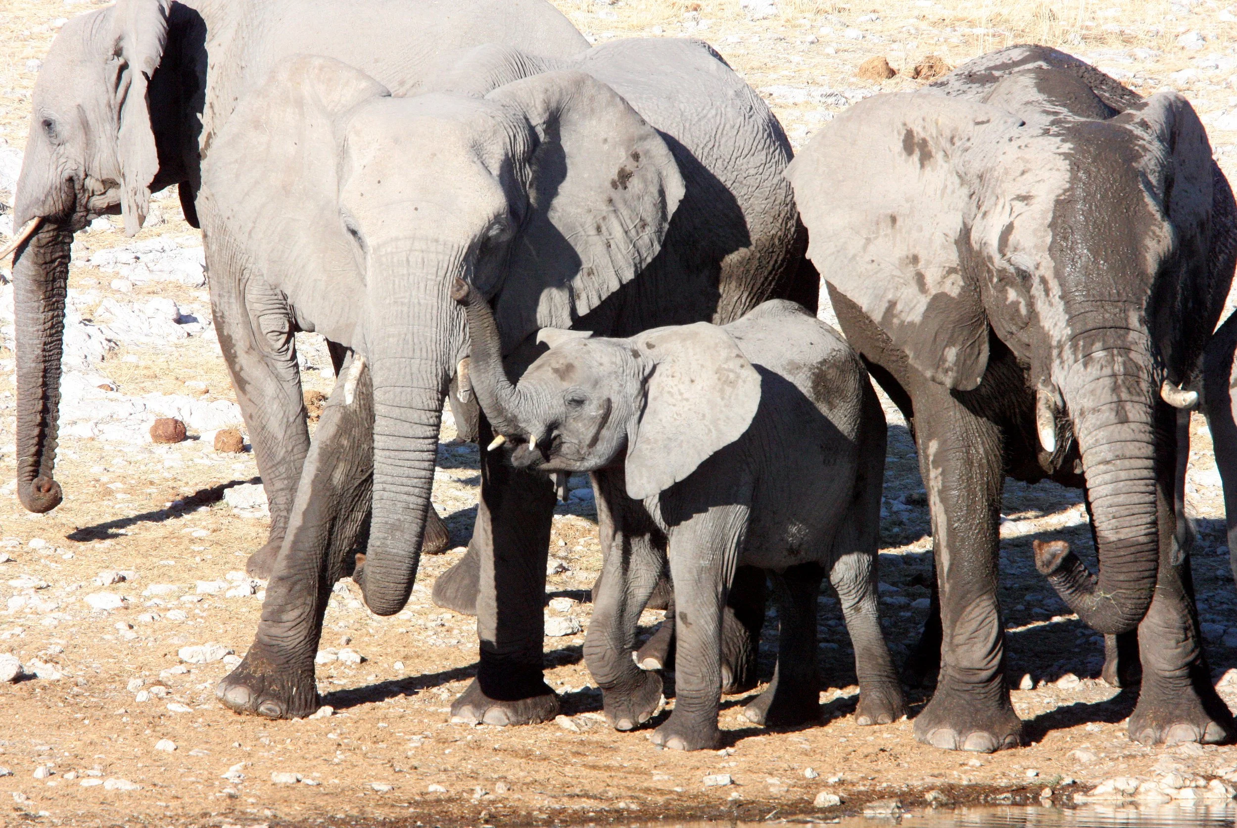 ELEPHANT - AFRICAN ELEPHANT - ETOSHA NATIONAL PARK NAMIBIA (90).JPG