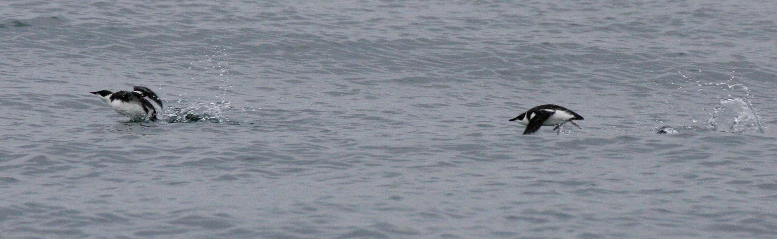 Brachyramphus marmoratus - MARBLED MURRELET - STRAIT OF JUAN DE FUCA U (13).jpg