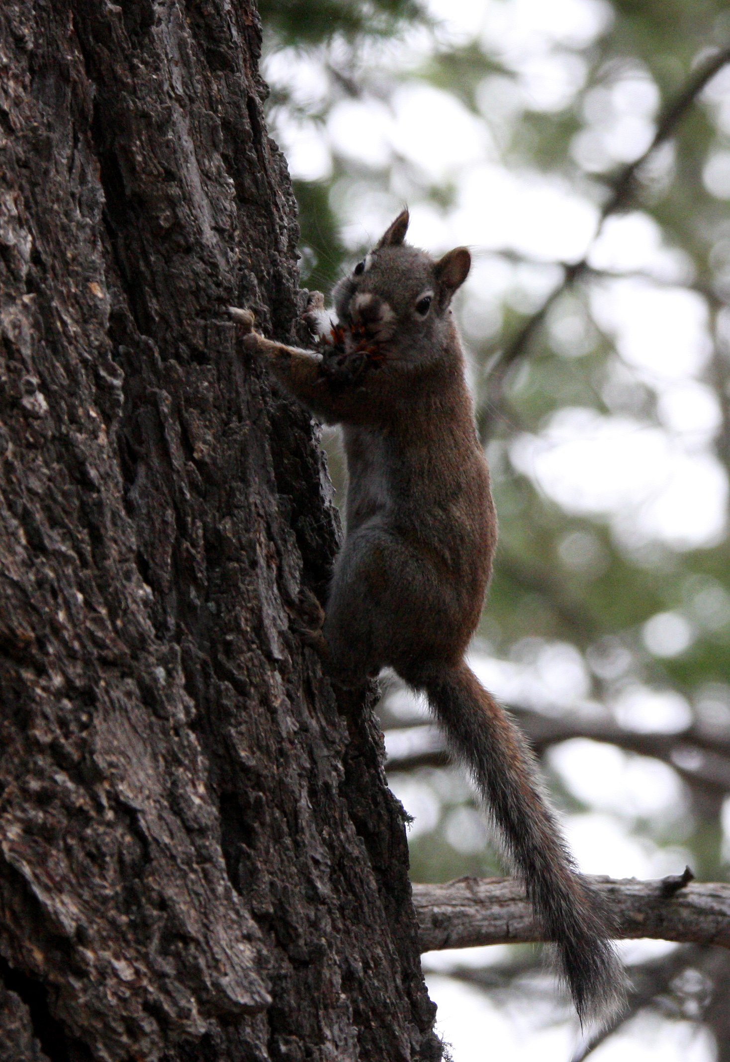 RODENT - SQUIRREL - SACRAMENTO MOUNTAINS RED SQUIRREL - SACRAMENTO MOUNTAINS NEW MEXICO (5).JPG