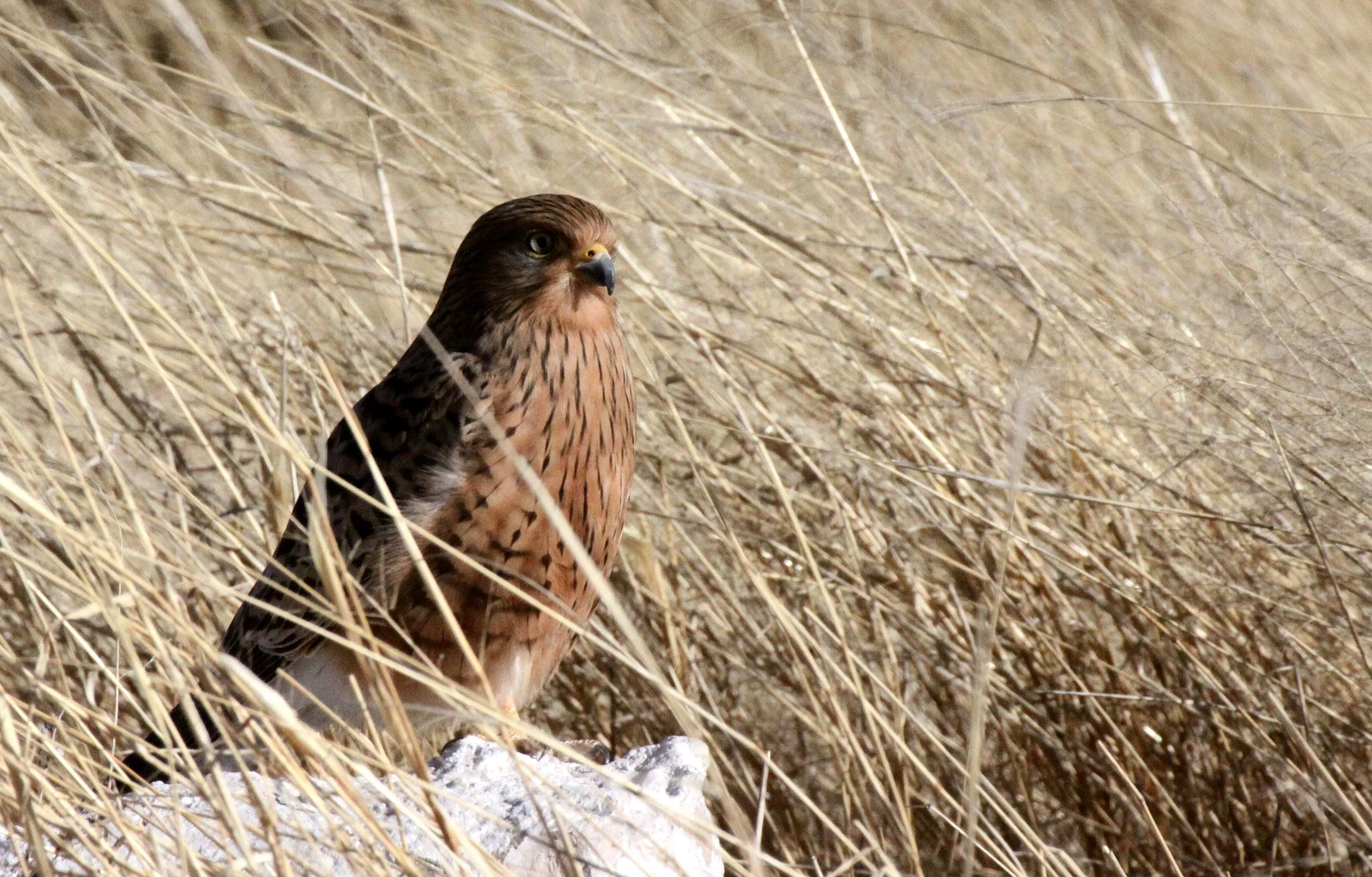 BIRD - KESTREL - GREATER KESTREL - FALCO RUPICOLOIDES - ETOSHA NATIONAL PARK NAMIBIA (12).JPG