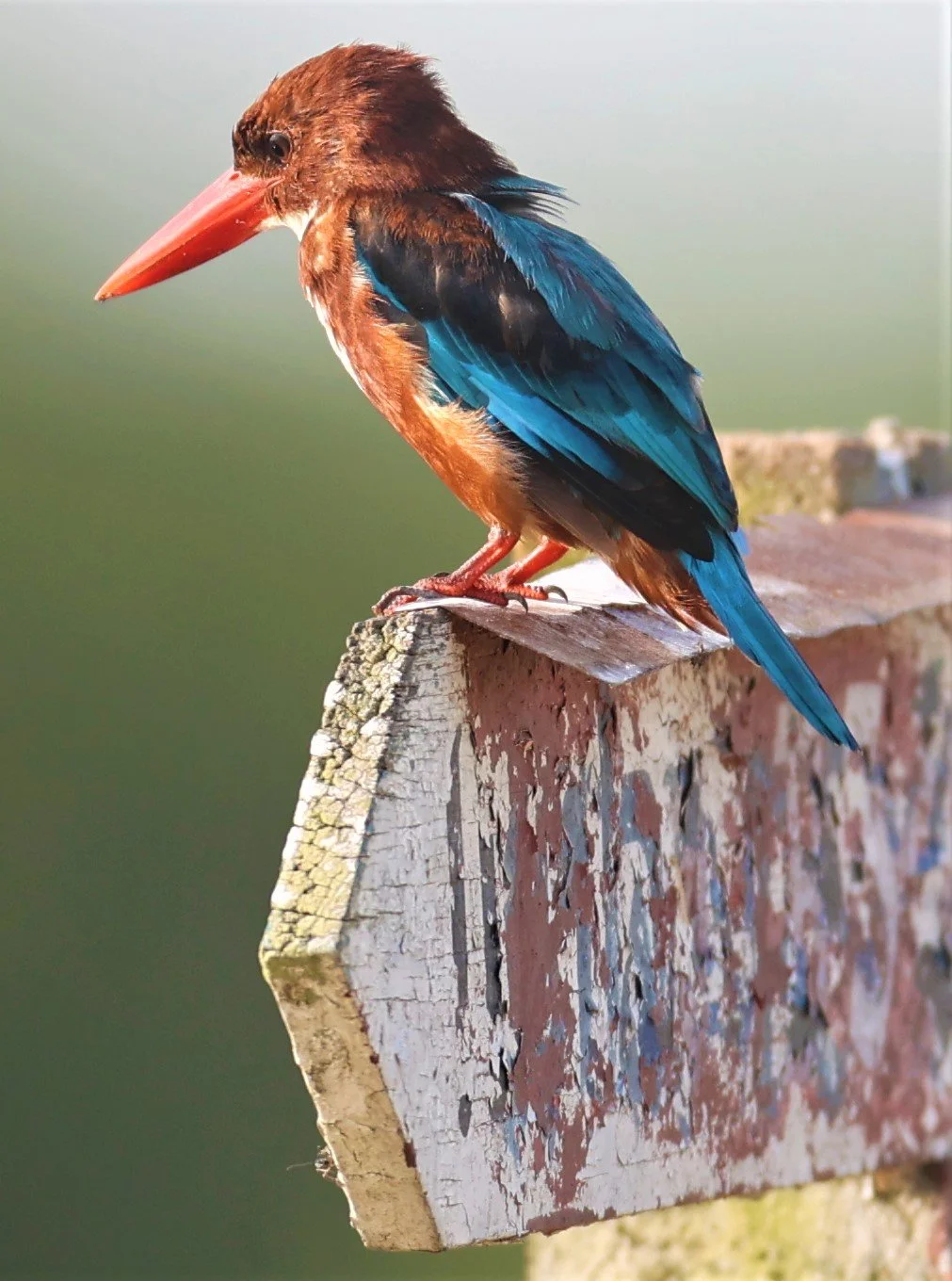 KINGFISHER - WHITE-THROATED KINGFISHER - Halcyon smyrnensis - PATHUM THANI RICE RESEARCH CENTER 14 SEPT 2021 (116).jpg