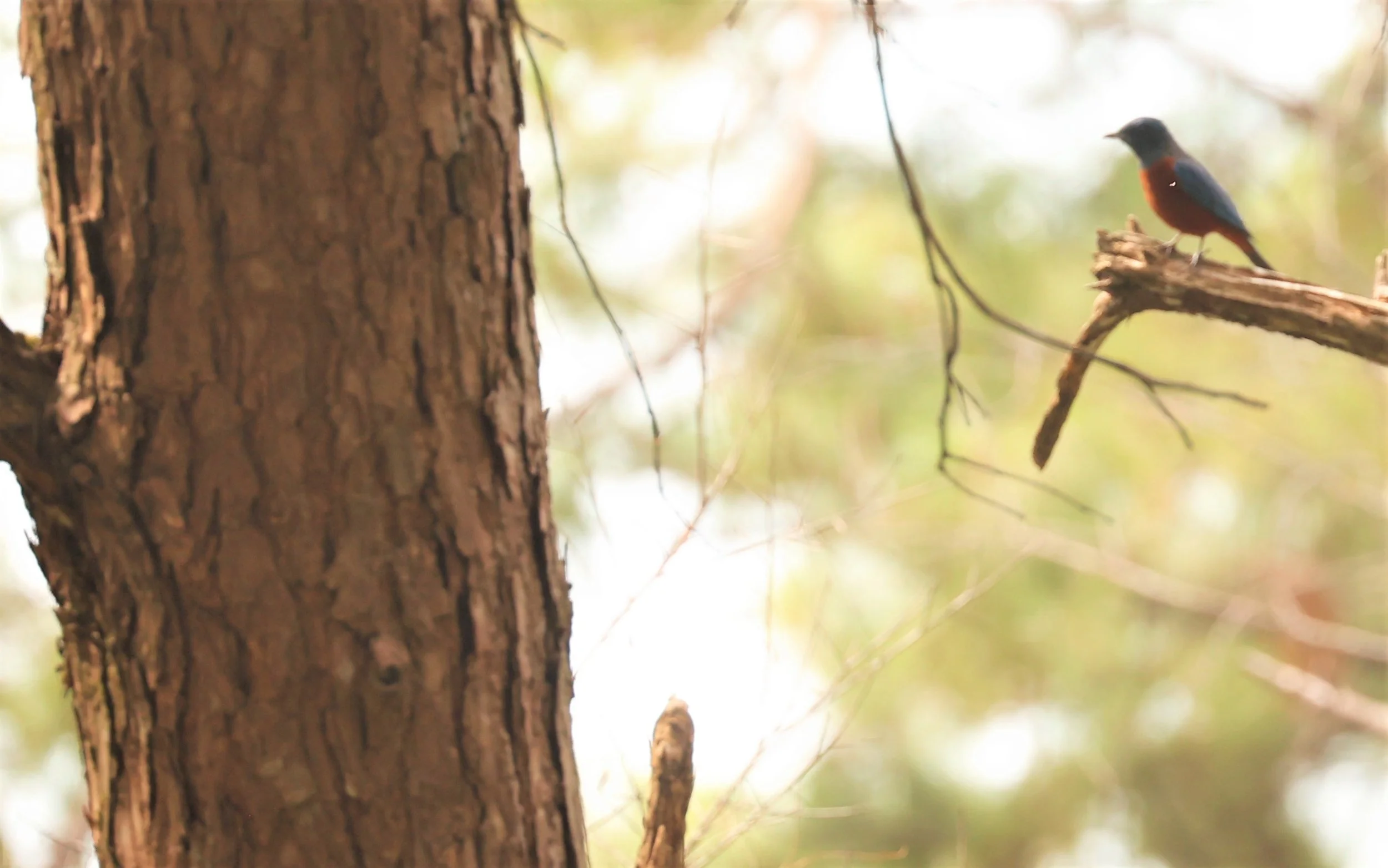 ROCK-THRUSH - CHESTNUT-BELLIED ROCK-THRUSH - Monticola rufiventris - KIEW LOM CAMPGROUND, DOI PHA HOM POK NATIONAL PARK CHIANG MAI (22).jpg