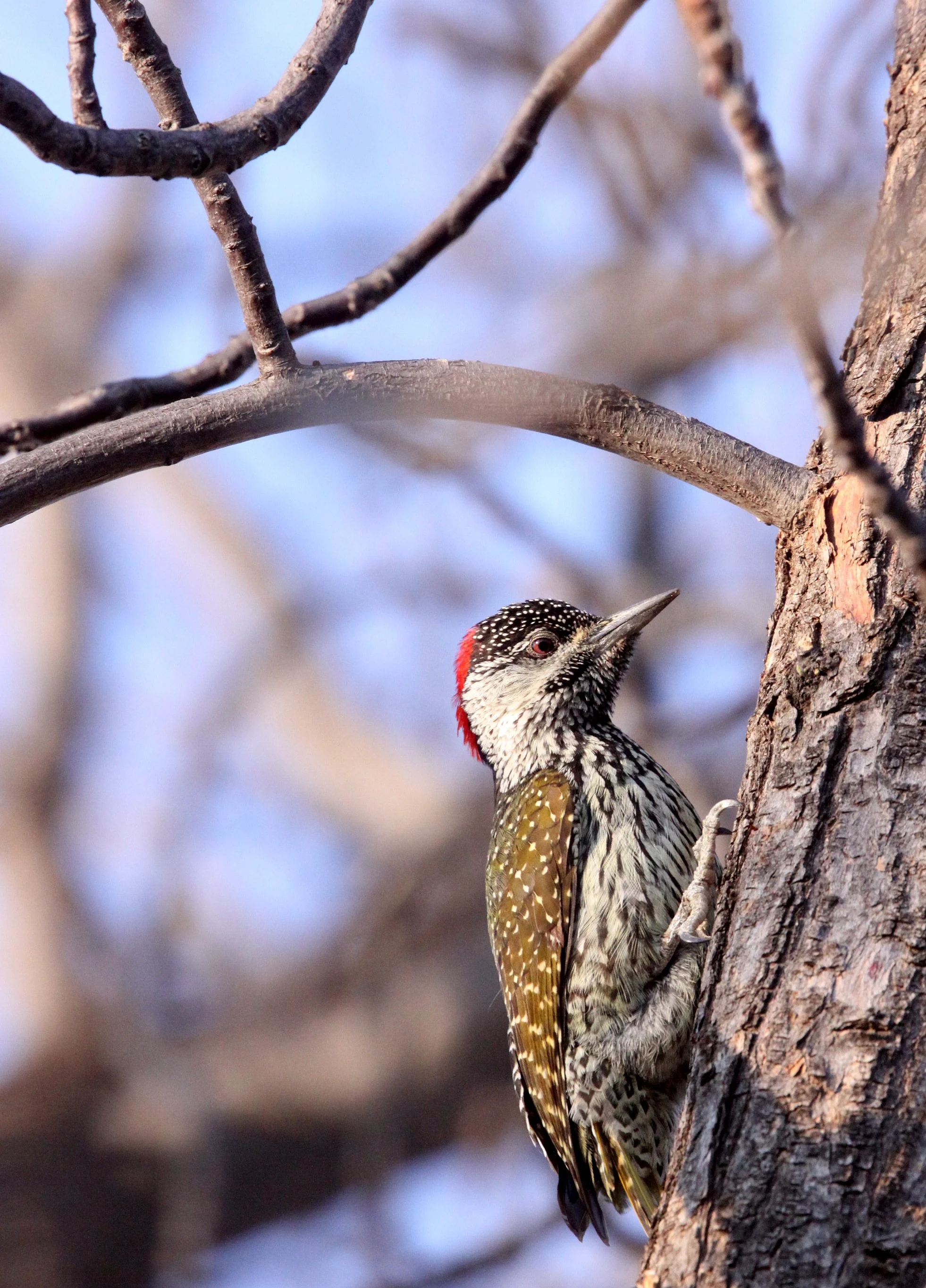 BIRD - WOODPECKER - CARDINAL WOODPECKER - DENDROPICOS FUSCESCENS - MARRICK CAMP KIMBERLY SOUTH AFRICA (13).JPG