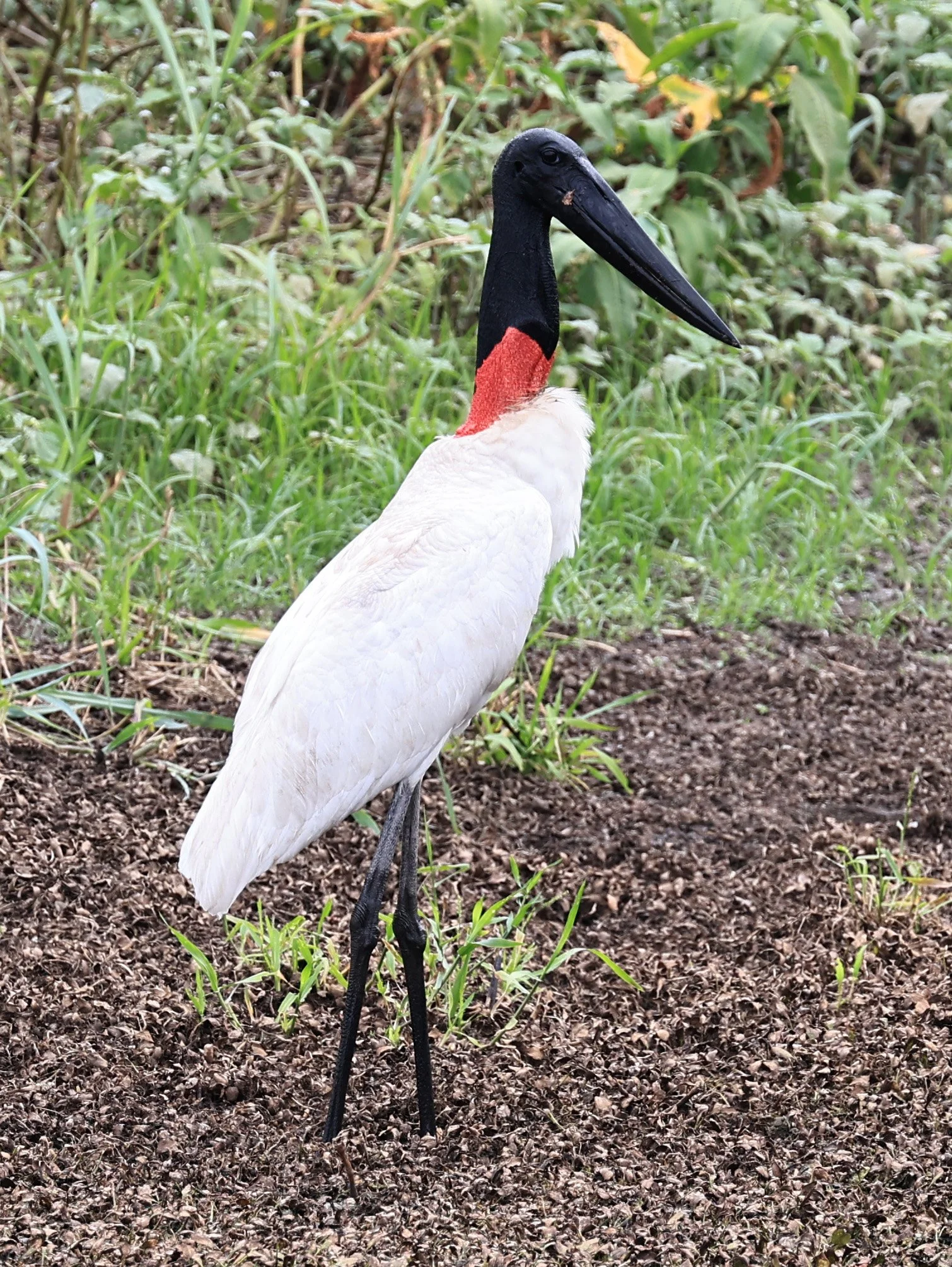 Jabiru (Jabiru mycteria) 