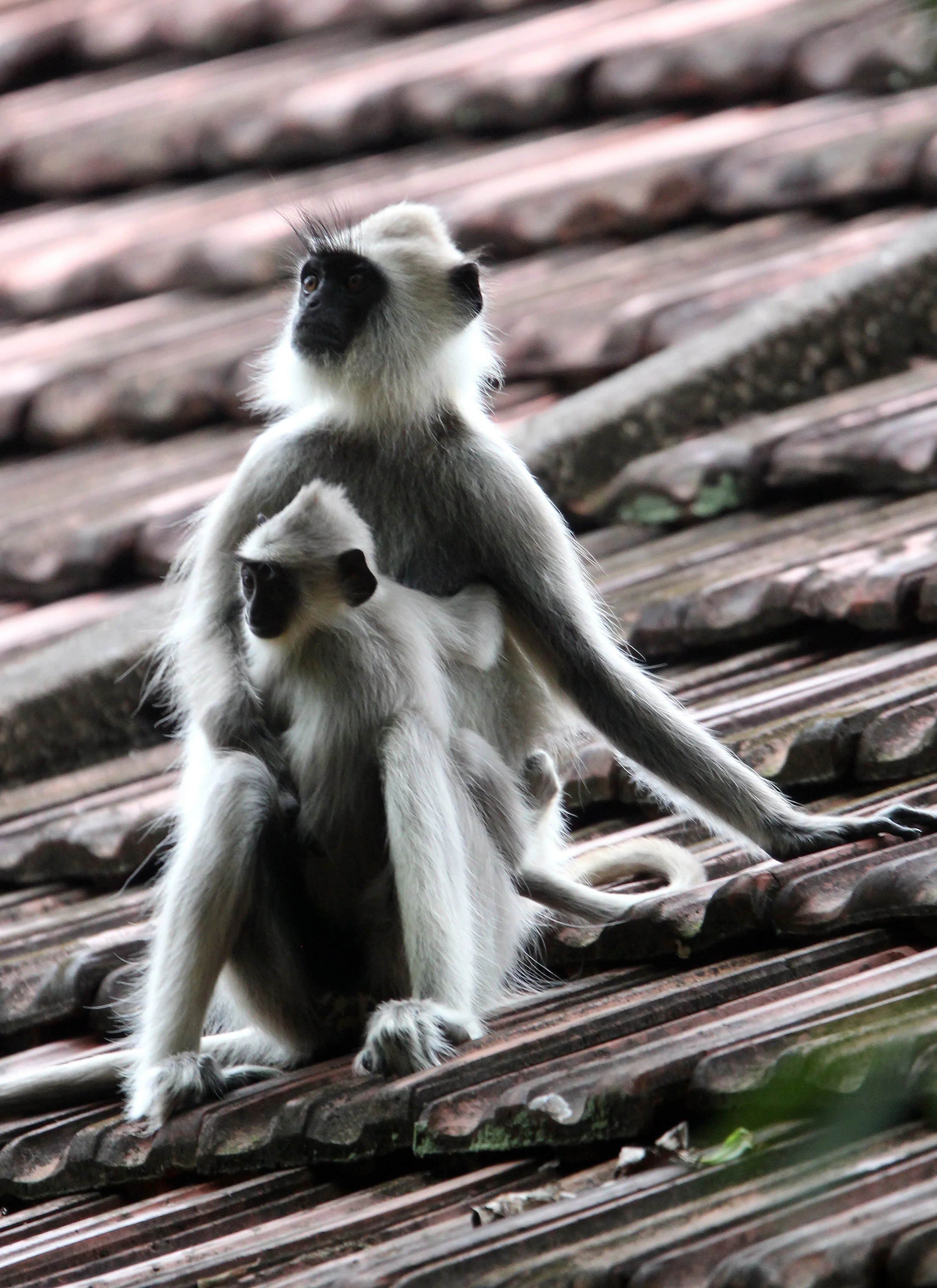 CERCOPITHECIDAE - Semnopithecus priam thersites - SRI LANKAN GRAY (TUFTED) LANGUR - SRIGIRIYA FOREST AND FORTRESS AREA SRI LANKA (64).JPG