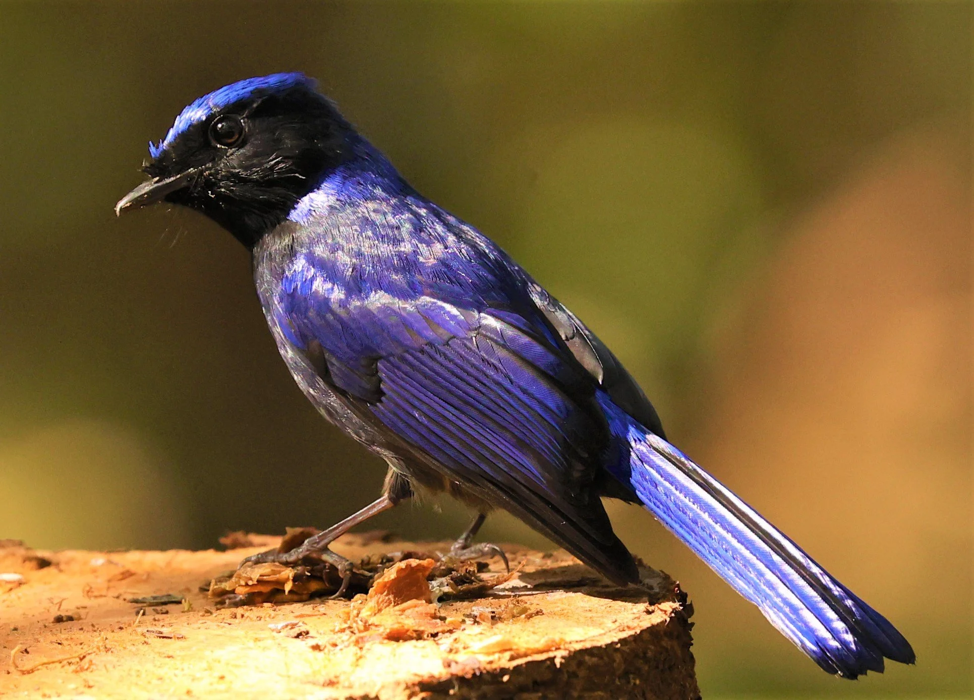 NILTAVA - SMALL NILTAVA - Niltava macgrigoriae - DOI ANG KHANG CHIANG MAI (43).jpg