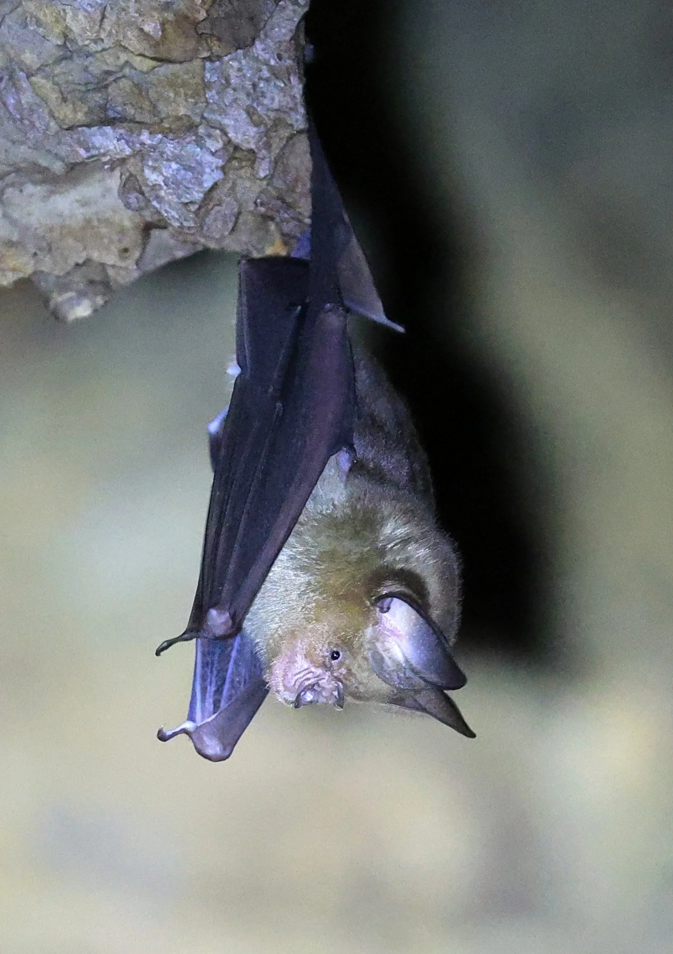 Horsfield’s Leaf-nosed Bat (Hipposideros larvatus) Wat Sa Nam Sai Temple Pak Chong Thailand (50).jpg