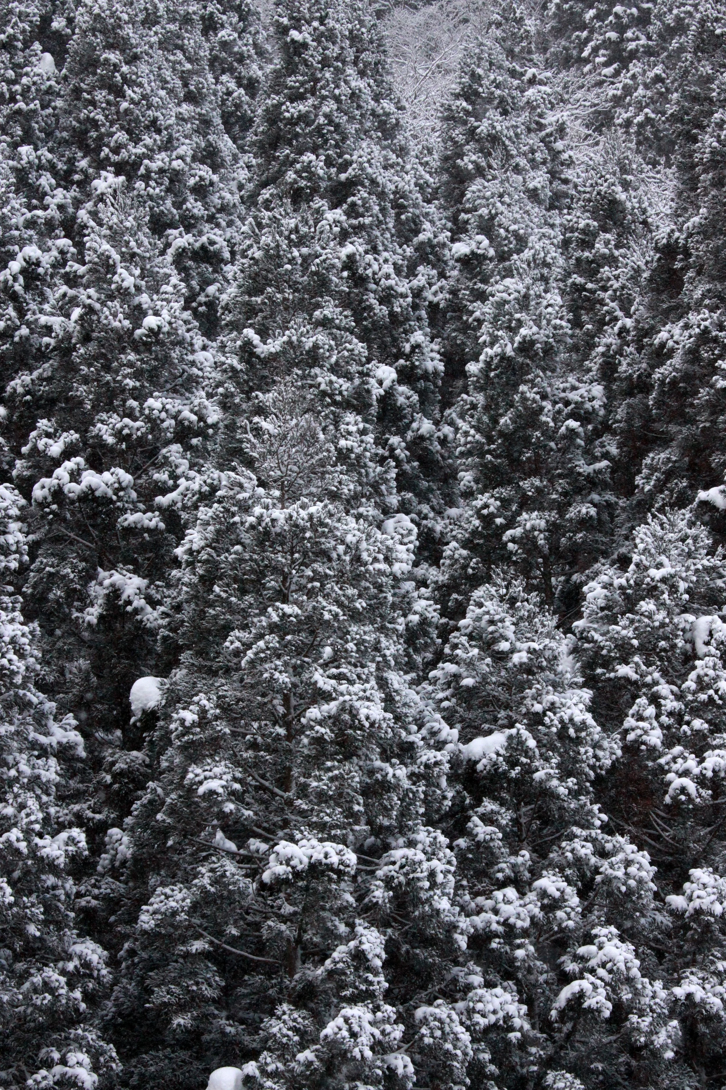 JIGOKUDANI ONSEN - NAGANO PREFECTURE JAPAN - FOREST SCENCES (12).JPG