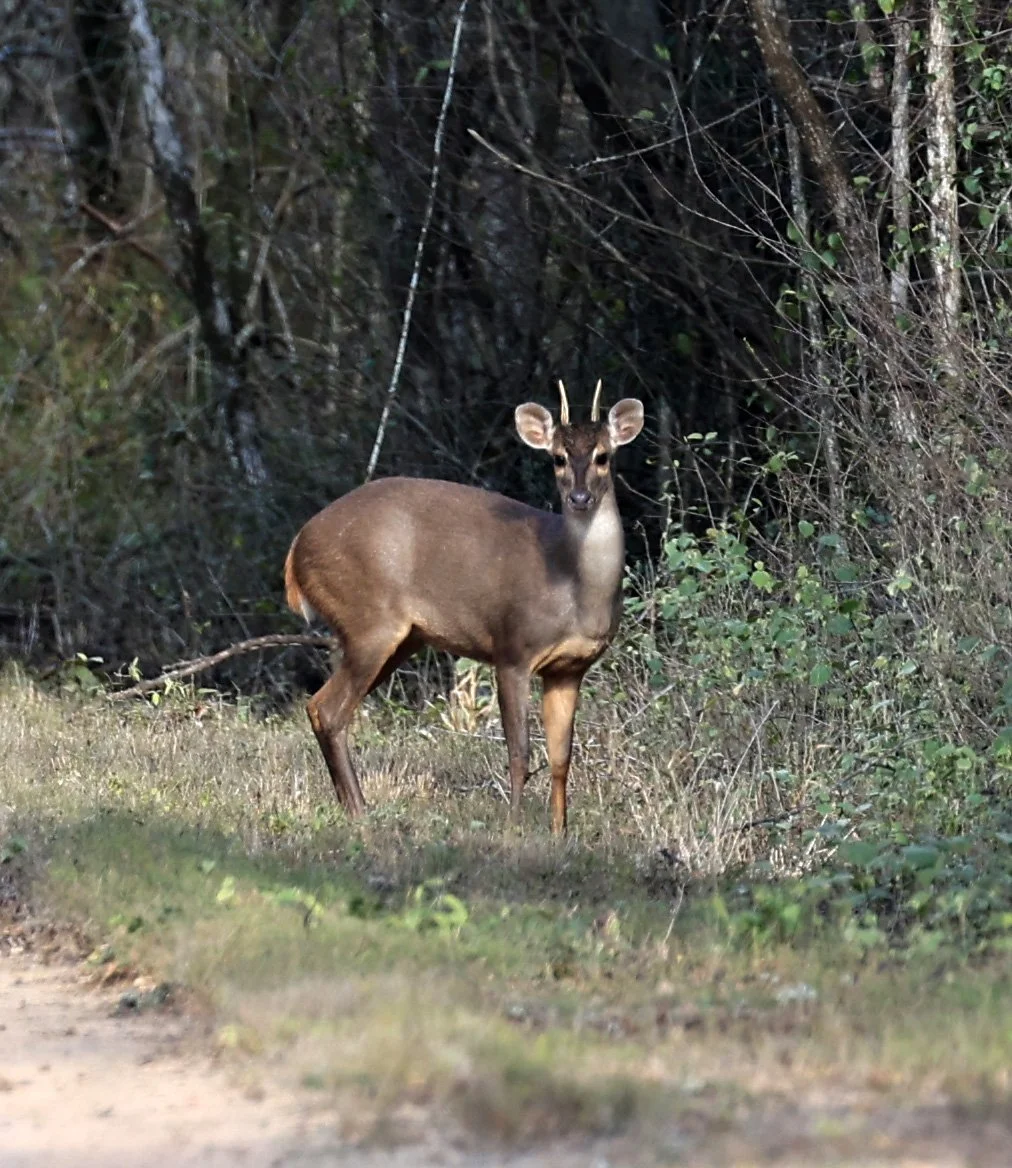 Southern Brown Brocket (Subulo gouazoubira) Selva Serena Natural Reserve (24).jpg