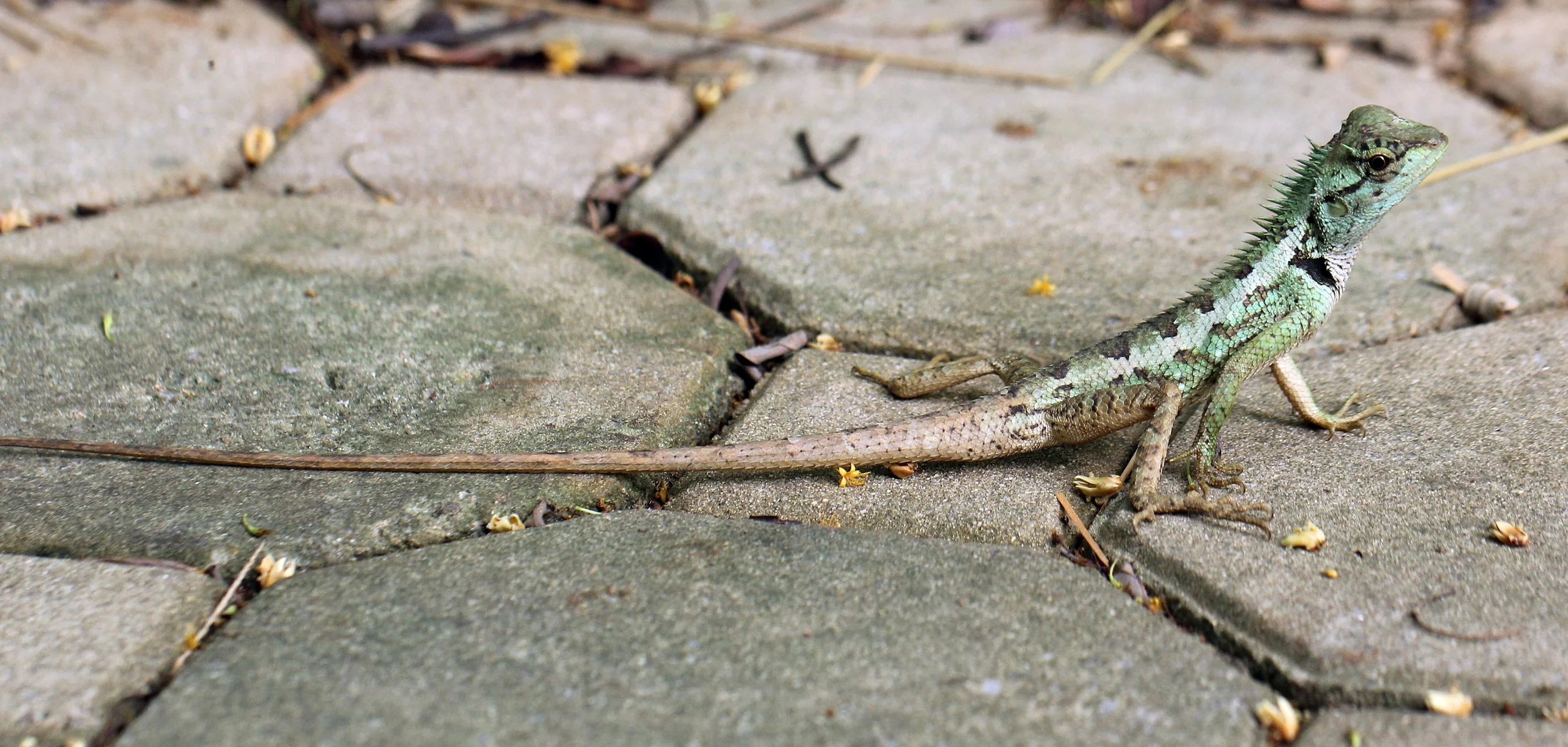 Calotes emma - EMMA GRAY'S FOREST LIZARD - KOH LANTA THAILAND (118).JPG