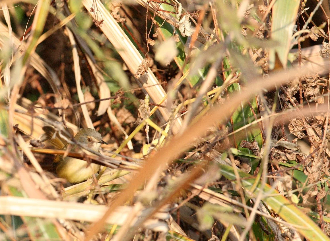 BIRD - PRINIA - YELLOW-BELLIED PRINIA - PRINIA FLAVIVENTRIS - NANJI HILL RESERVE POYANG LAKE, JIANGXI PROVINCE, CHINA (2).JPG