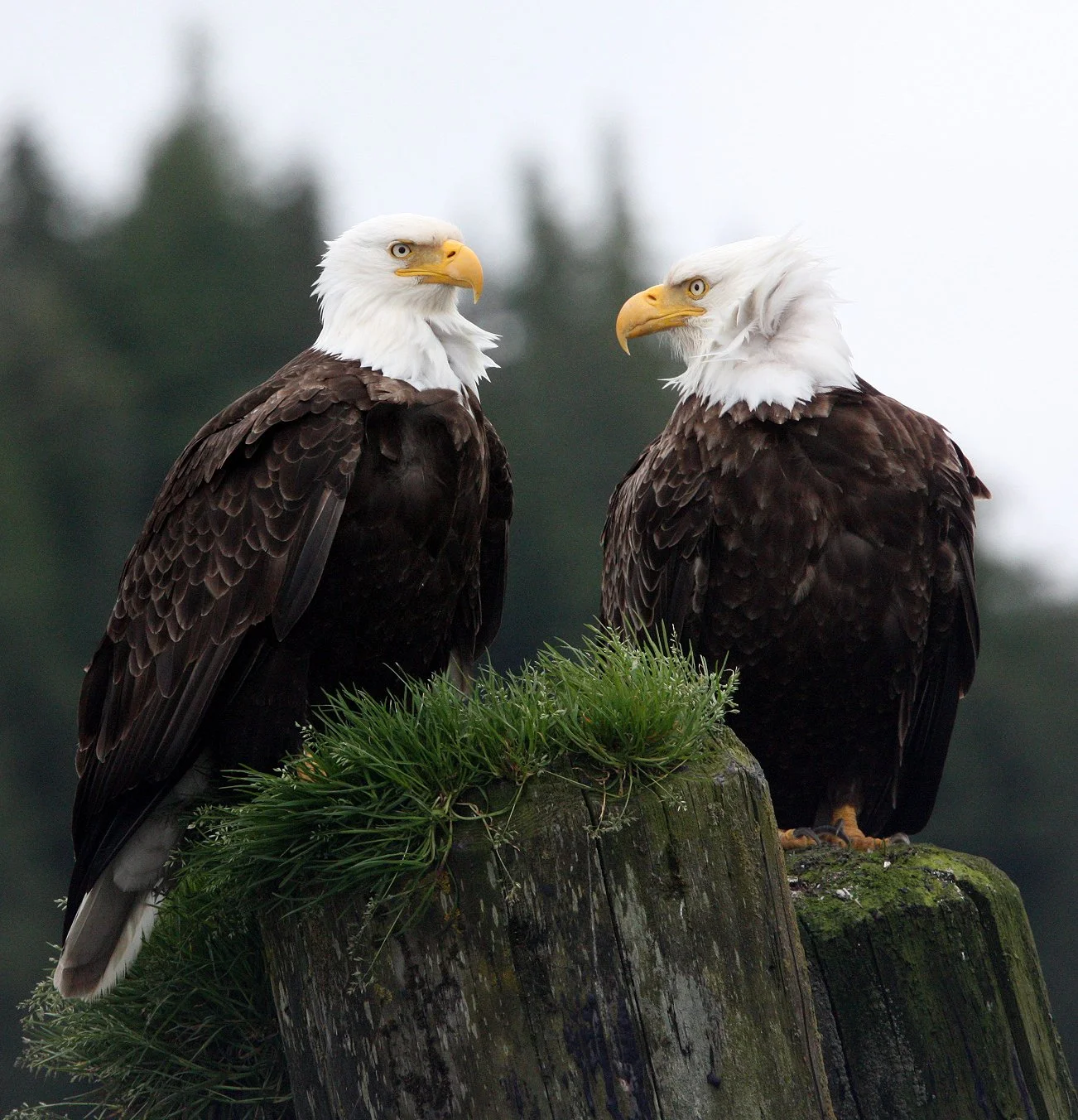 Haliaeetus leucocephalus - AMERICAN BALD EAGLE - KNIGHT INLET BRITISH COLUMBIA (76).JPG