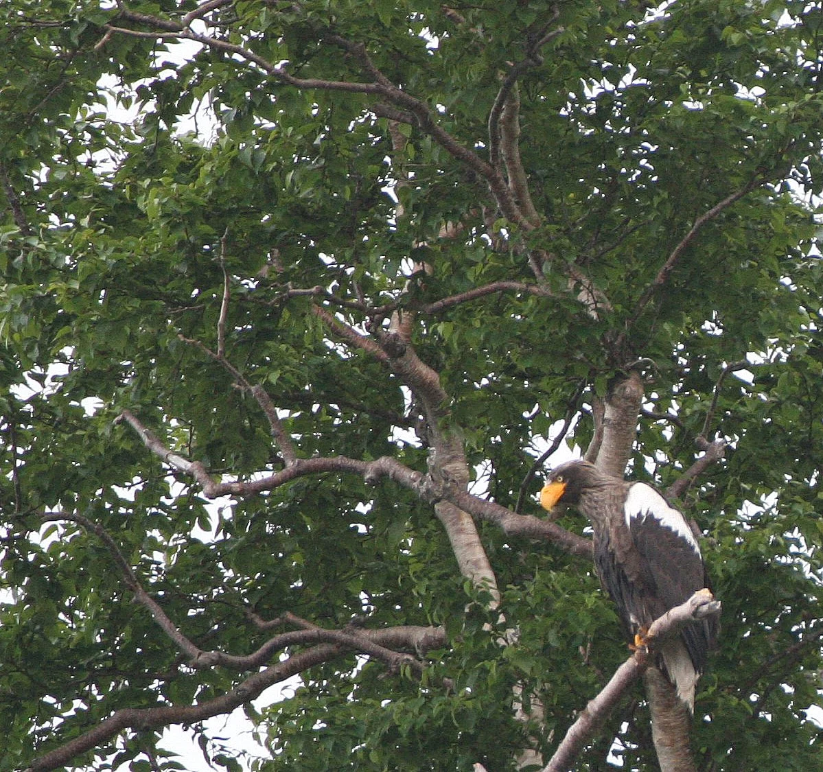 Haliaeetus pelagicus - STELLERS SEA EAGLE - ON KAMCHATKA COASTLINE - RUSSIA (121).jpg