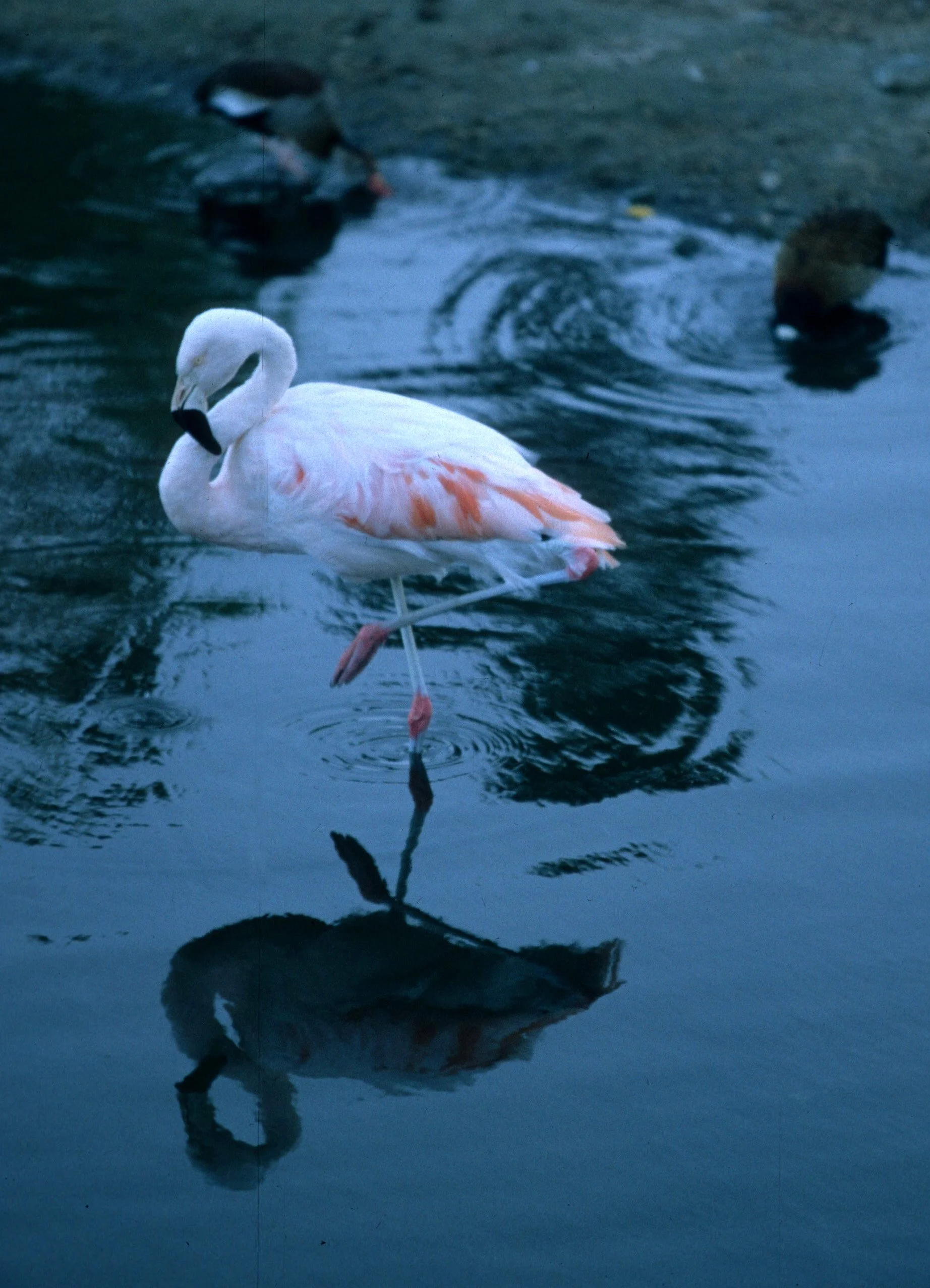 Phoenicoparrus andinus - Andean Flamingo - Near La Paz, Bolivia (2).jpg