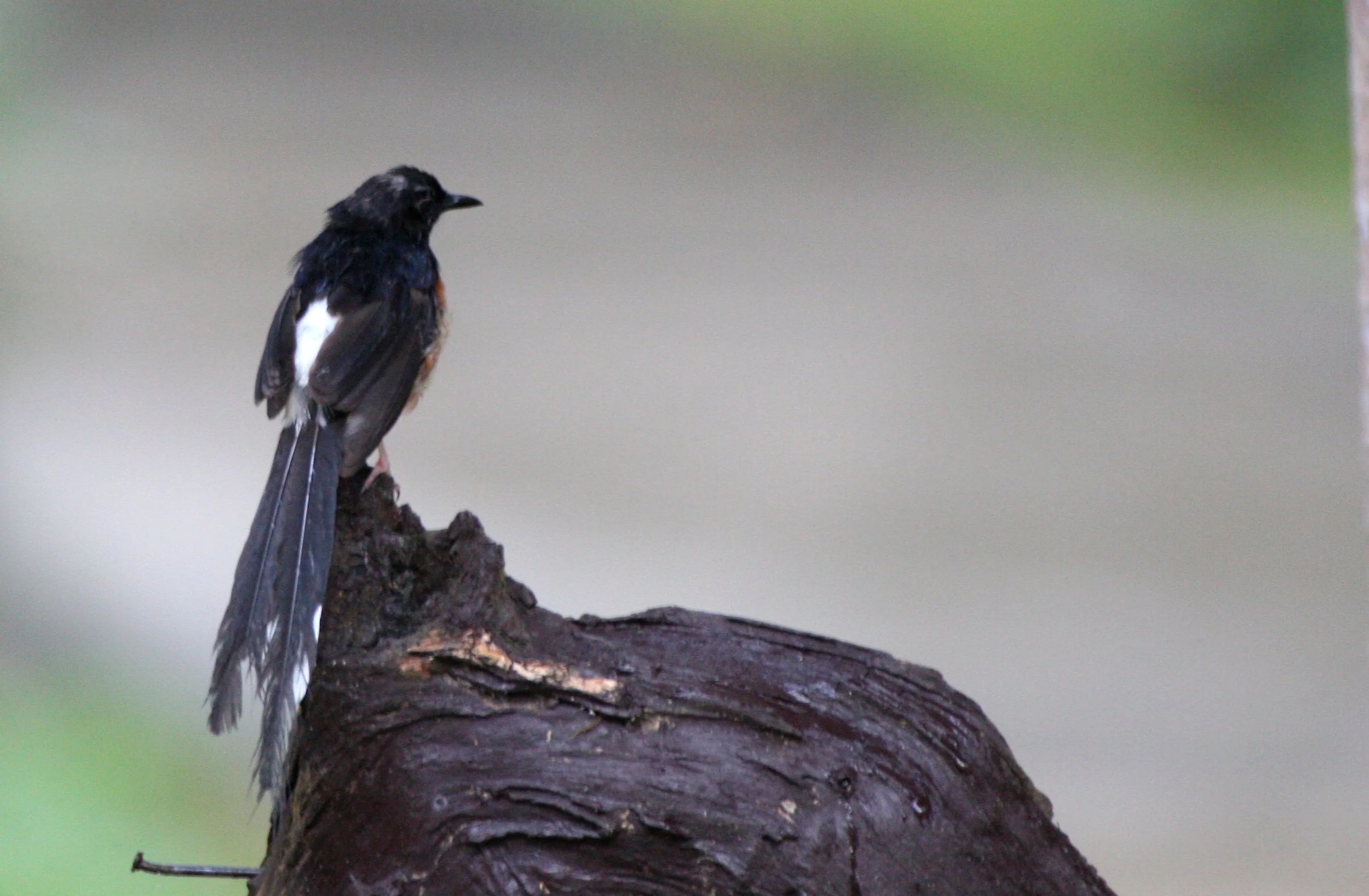BIRD - SHAMA - WHITE-RUMPED SHAMA - COPSYCHUS MALABARICUS - KRUNG CHIN NP THAILAND  (3).JPG