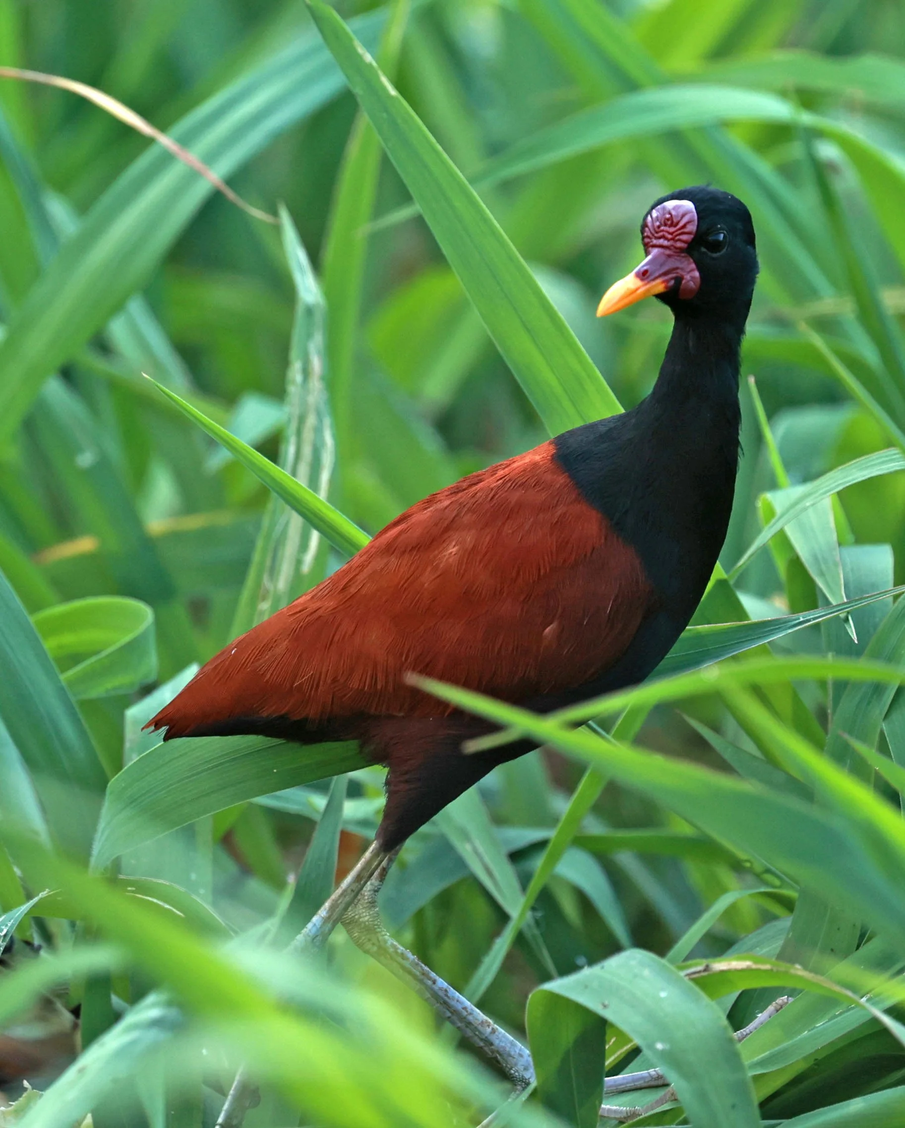 Jacana - Wattled Jacana - Jacana jacana - Ariau River & Rio Negro Region Southwest of Manaus (19).jpg