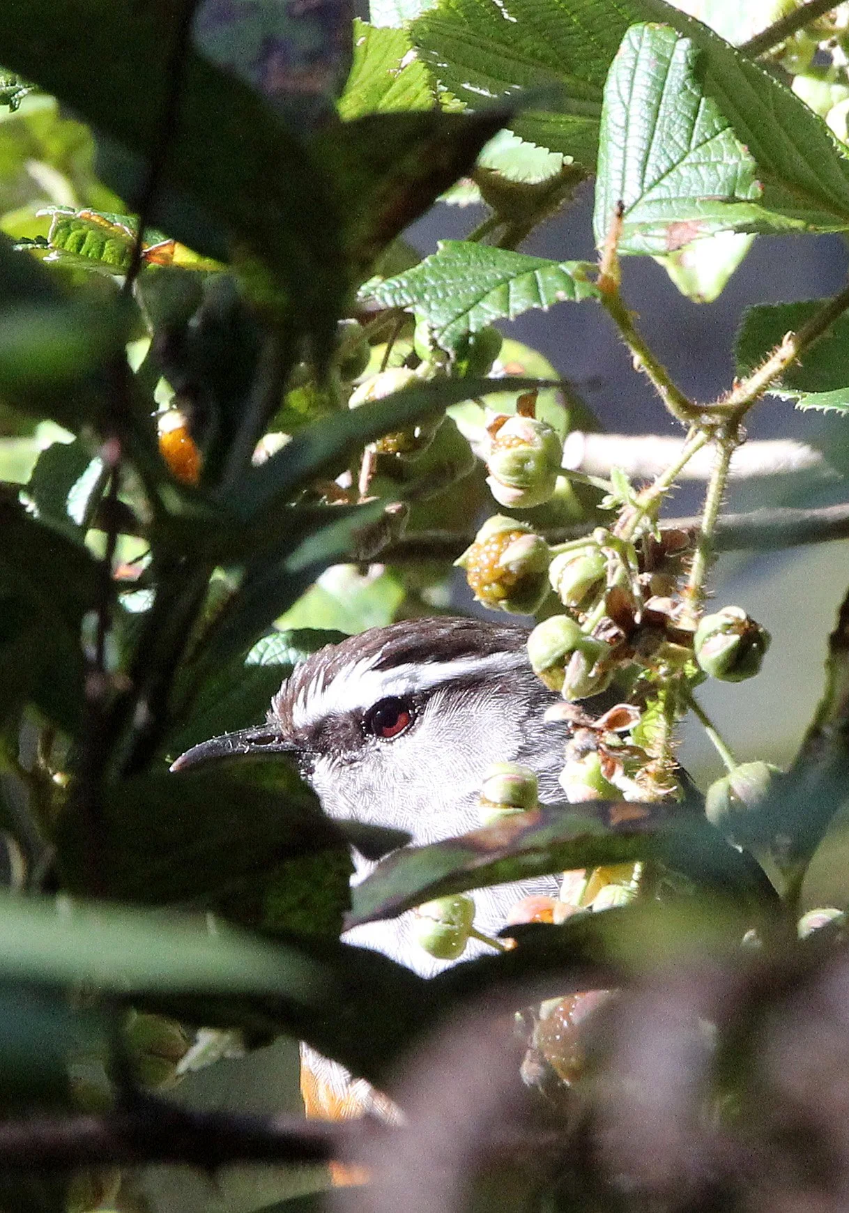 BIRD - LAUGHINGTHRUSH - KERALA LAUGHINGTHRUSH - PAMPADUM SHOLA NATIONAL PARK KERALA INDIA (35).JPG