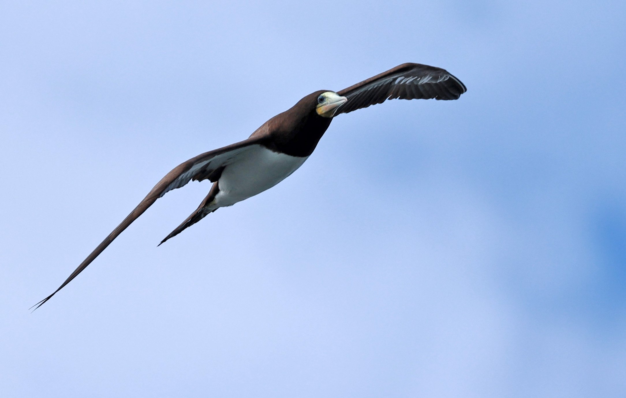 Brown Booby (Sula leucogaster) Superagüi National Park,