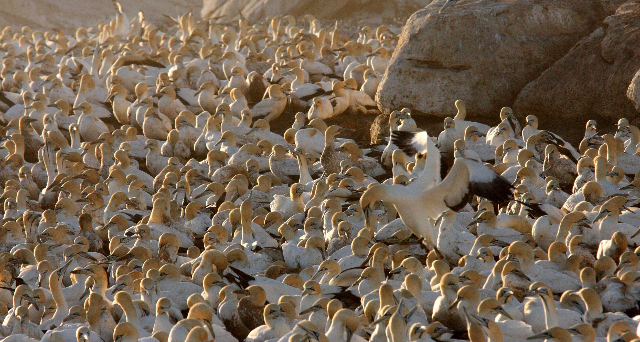 Cape gannet (Morus capensis) Lambert's Bay South Africa (8).JPG