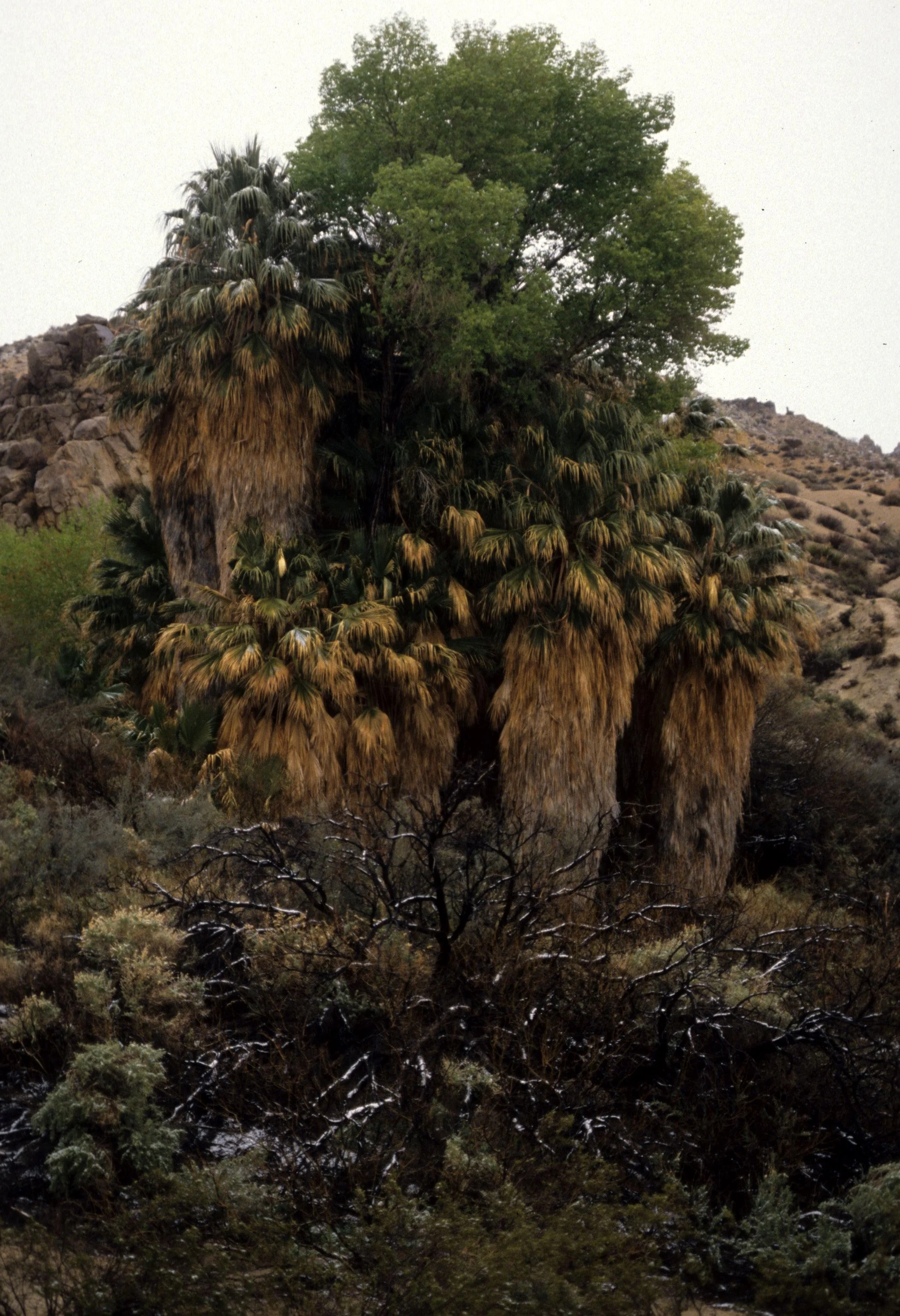 JOSHUA TREE - WASHINGTONIA FILIFERA OASIS - WASHINGTON PALM OASIS.jpg