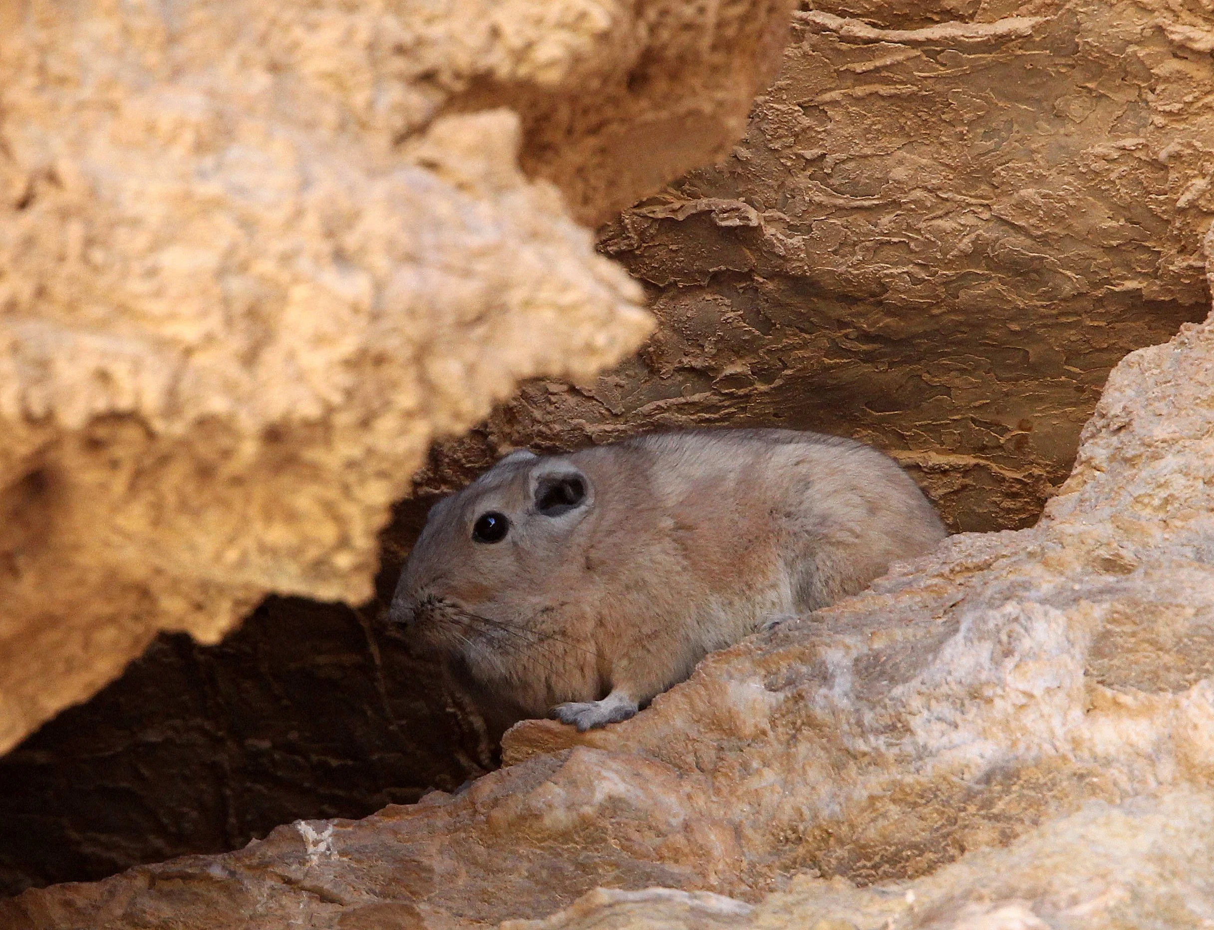 Ctenodactylus gundi - COMMON GUNDI - BOUHEDMA NATIONAL PARK TUNISIA (16).JPG