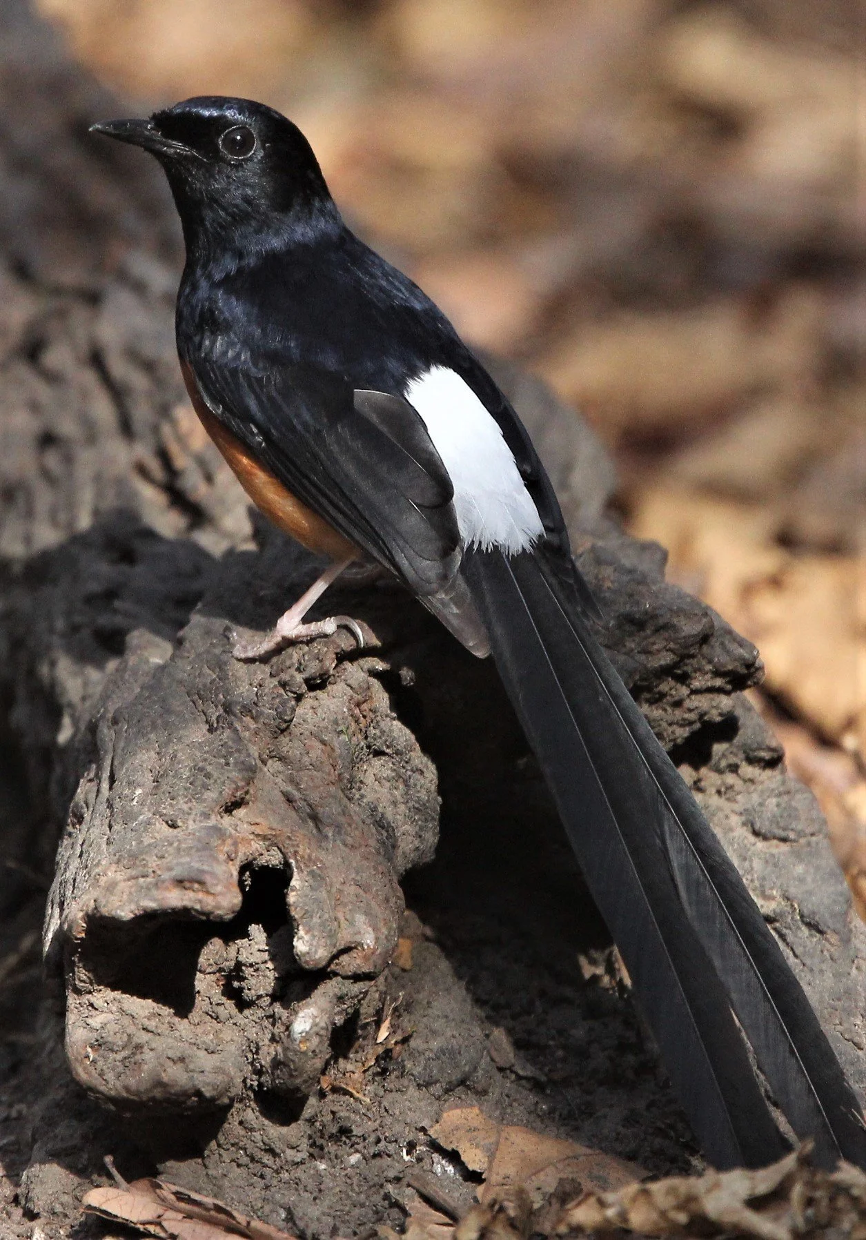 BIRD - WHITE-RUMPED SHAMA - KAENG KRACHAN B.jpg