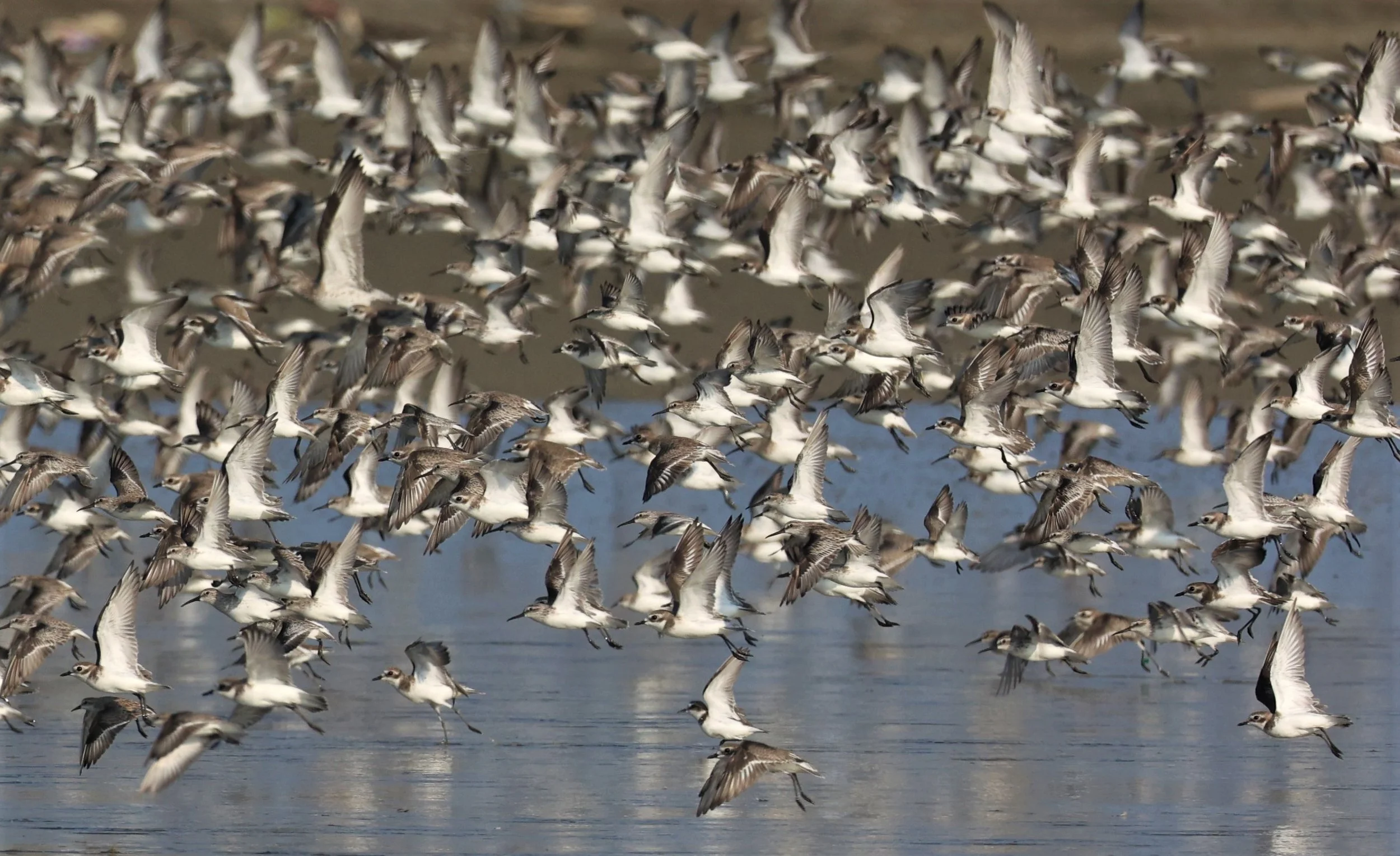 PLOVER - GREATER SAND-PLOVER - Charadrius leschenaultii - LESSER SP, CURLEW, BROADBILL SP PAK THALE OCTOBER 2 (35).jpg