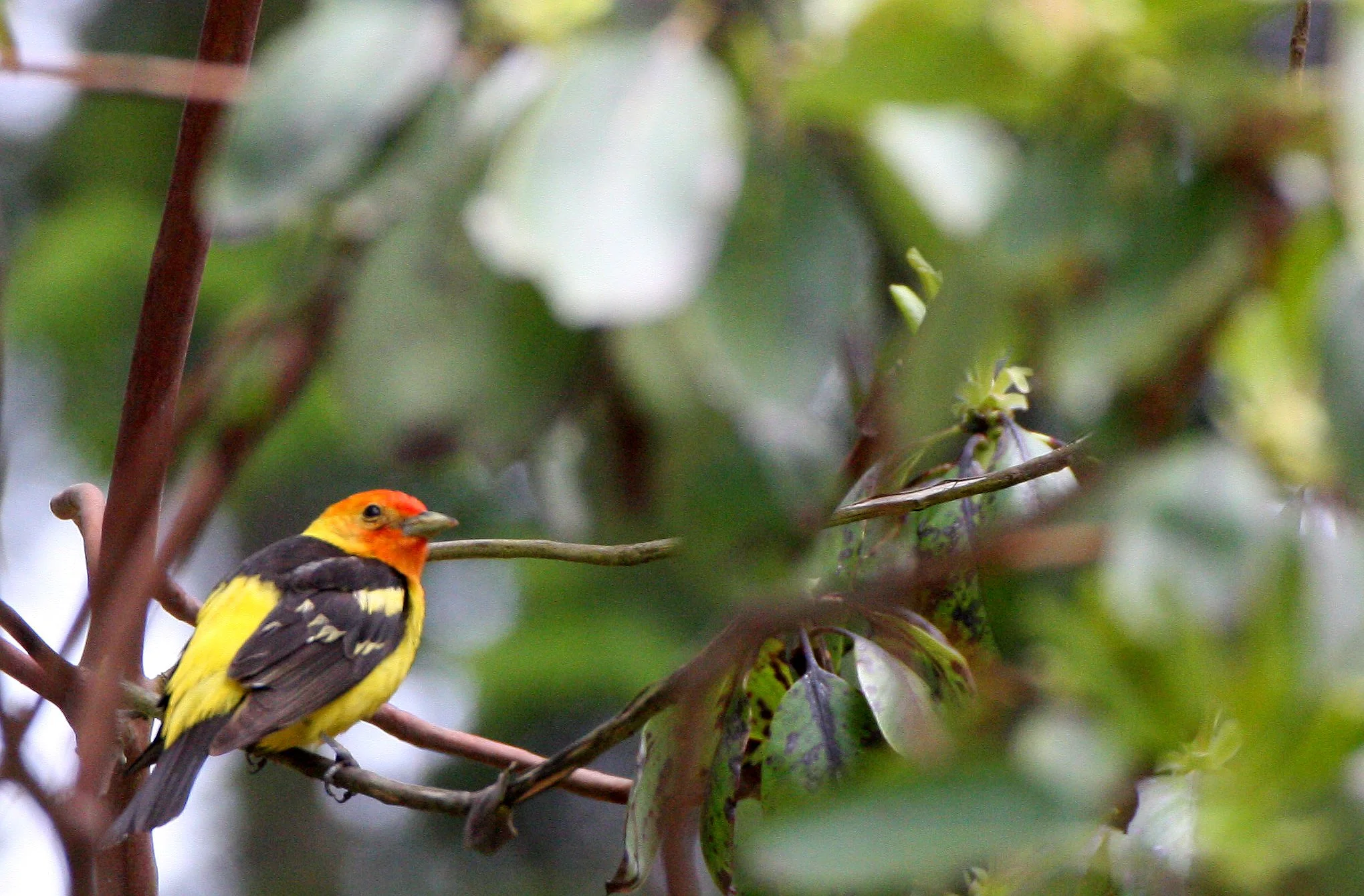 BIRD - TANAGER - WESTERN TANAGER - LAKE FARM AREA WA (3).JPG