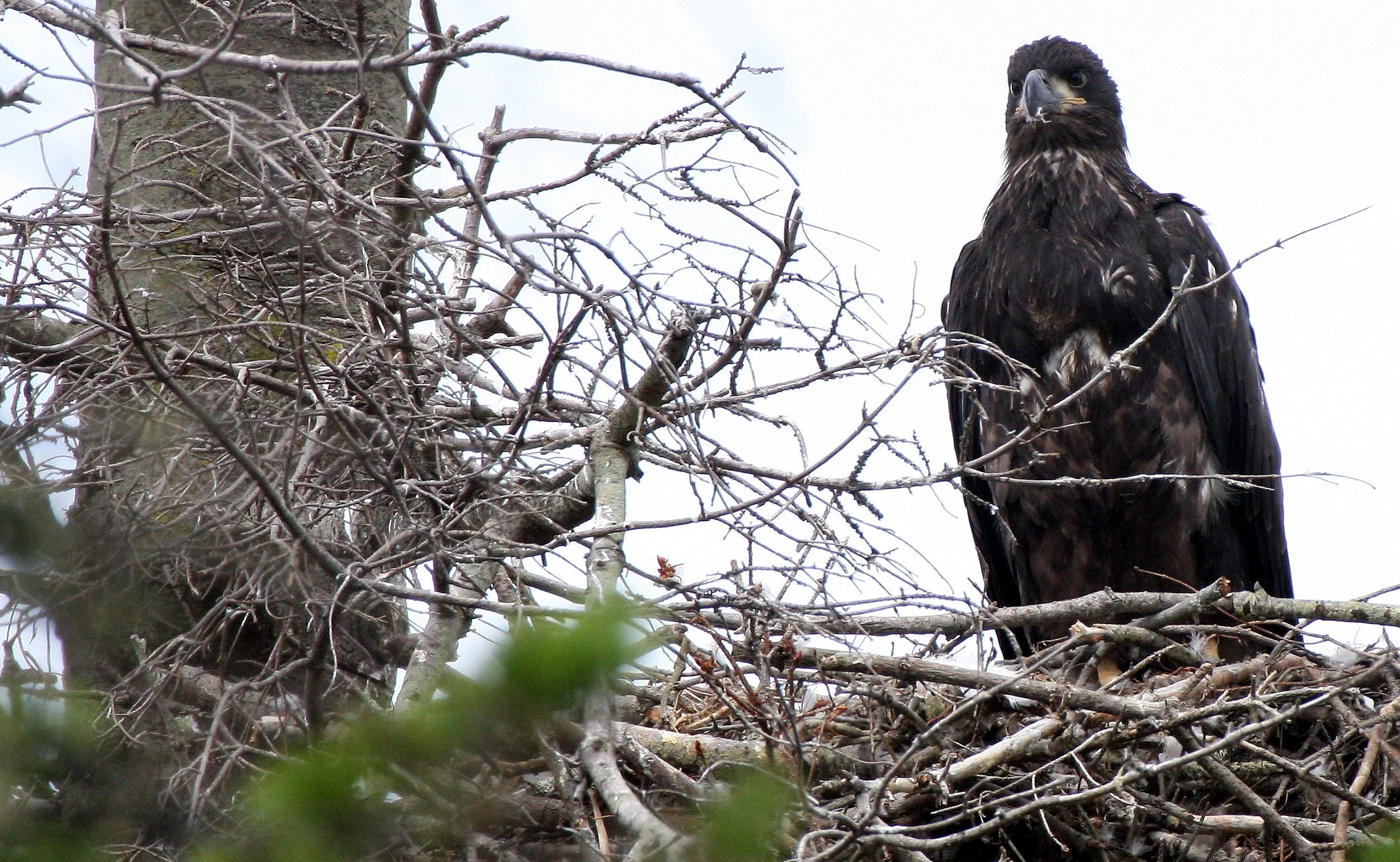Haliaeetus leucocephalus - AMERICAN BALD EAGLE - CHICKS - CLINE SPIT OVERLOOK - SEQUIM DUNGENESS BLUFFS (34).JPG
