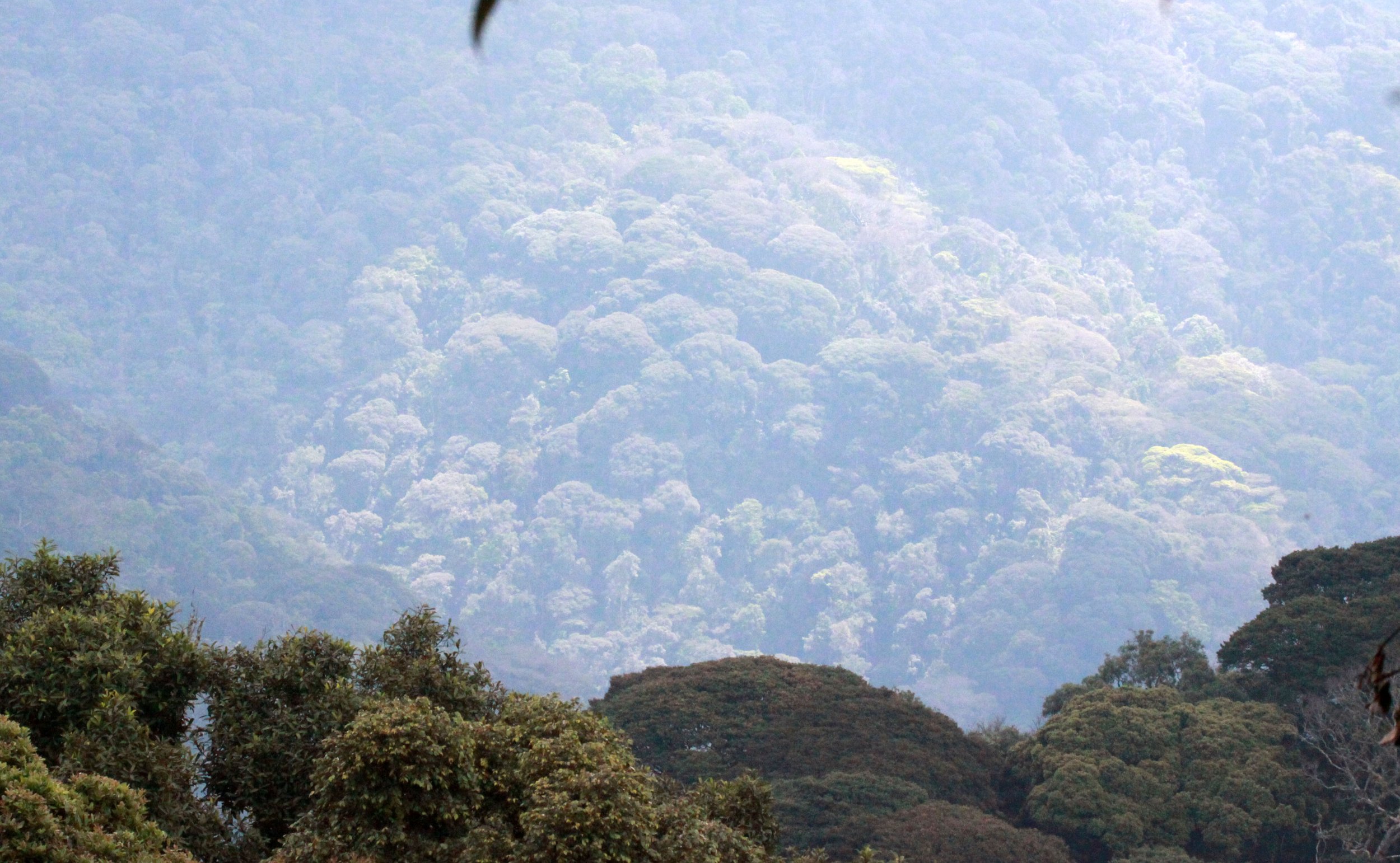 NYUNGWE NATIONAL PARK RWANDA (538).JPG