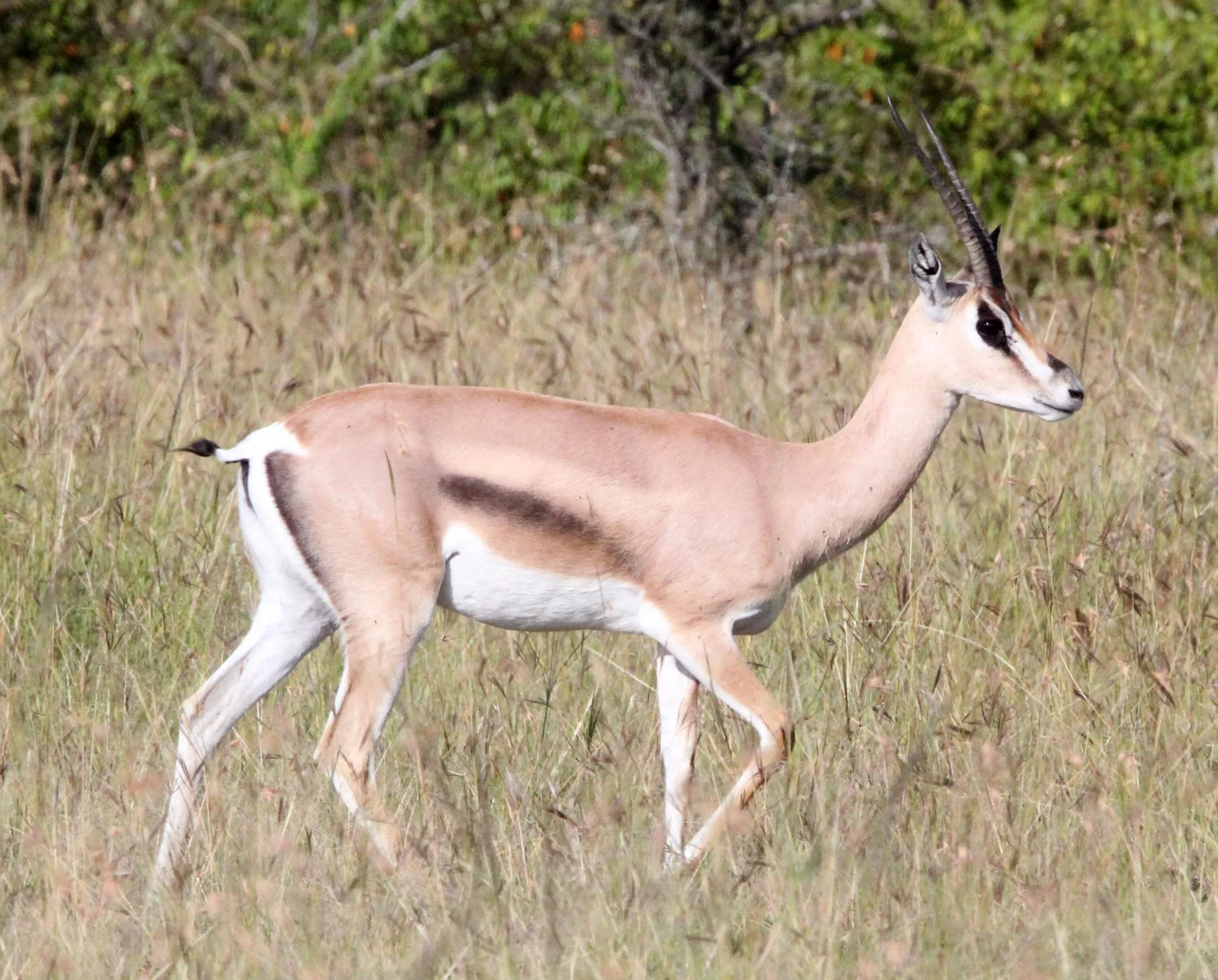 GAZELLE - ROBERT'S GAZELLE - Nanger granti robertsi - MASAI MARA NATIONAL PARK KENYA (6).JPG