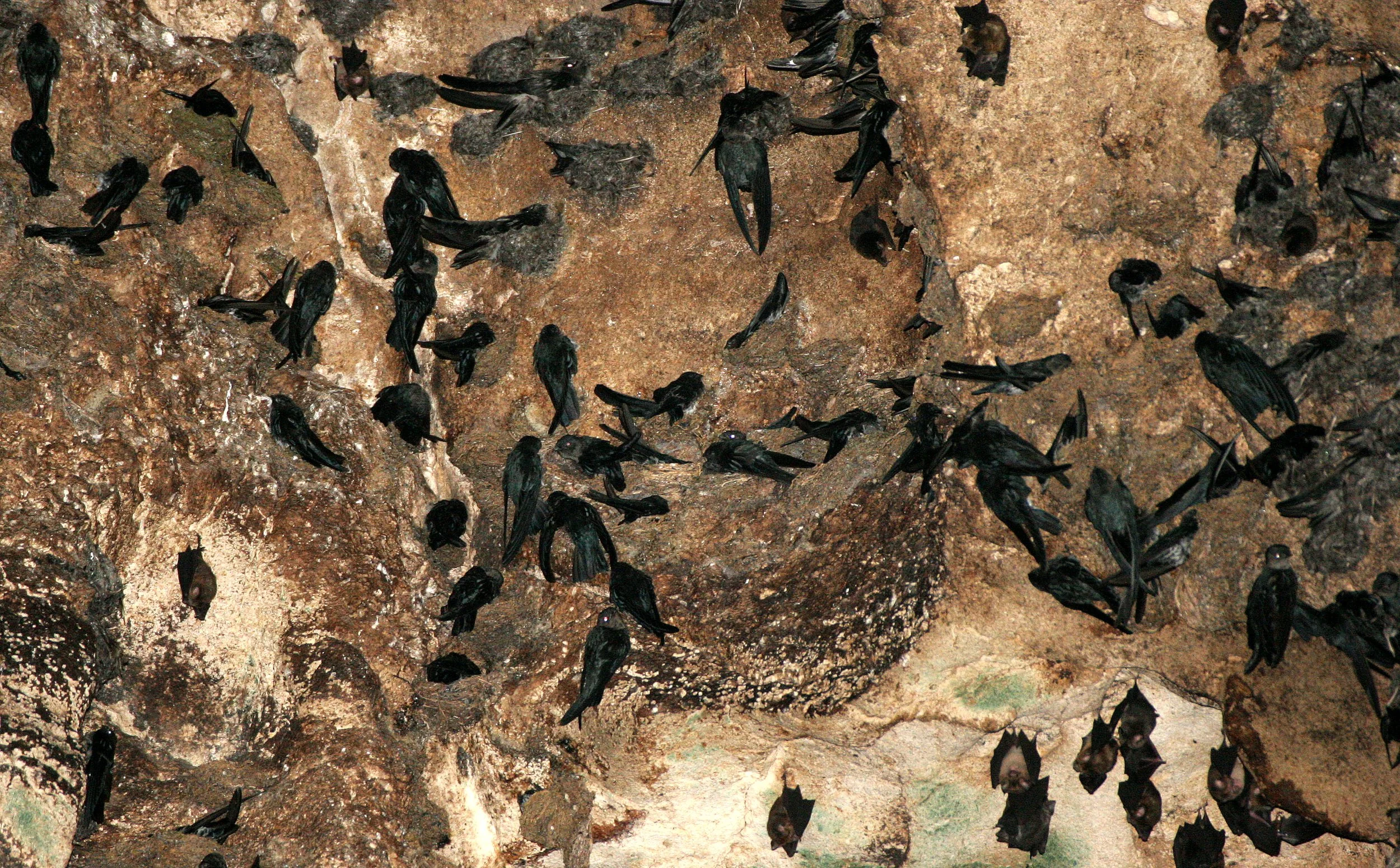 White-nest Swiftlet (Aerodramus fuciphagus) Gamontong Cave Borneo (2).JPG