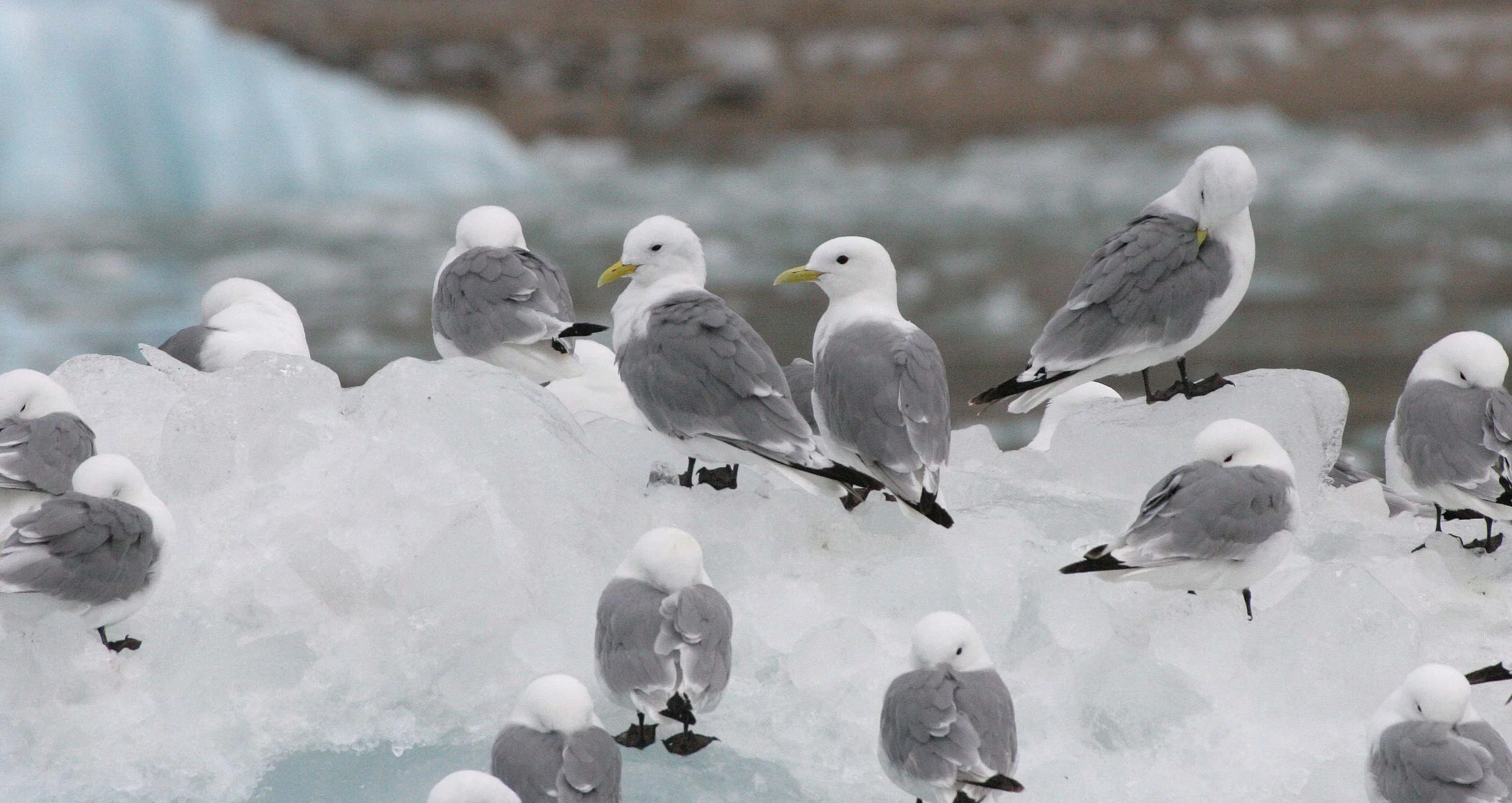 BIRD - KITTIWAKE - BLACK-LEGGED - SVALBARD (31).jpg