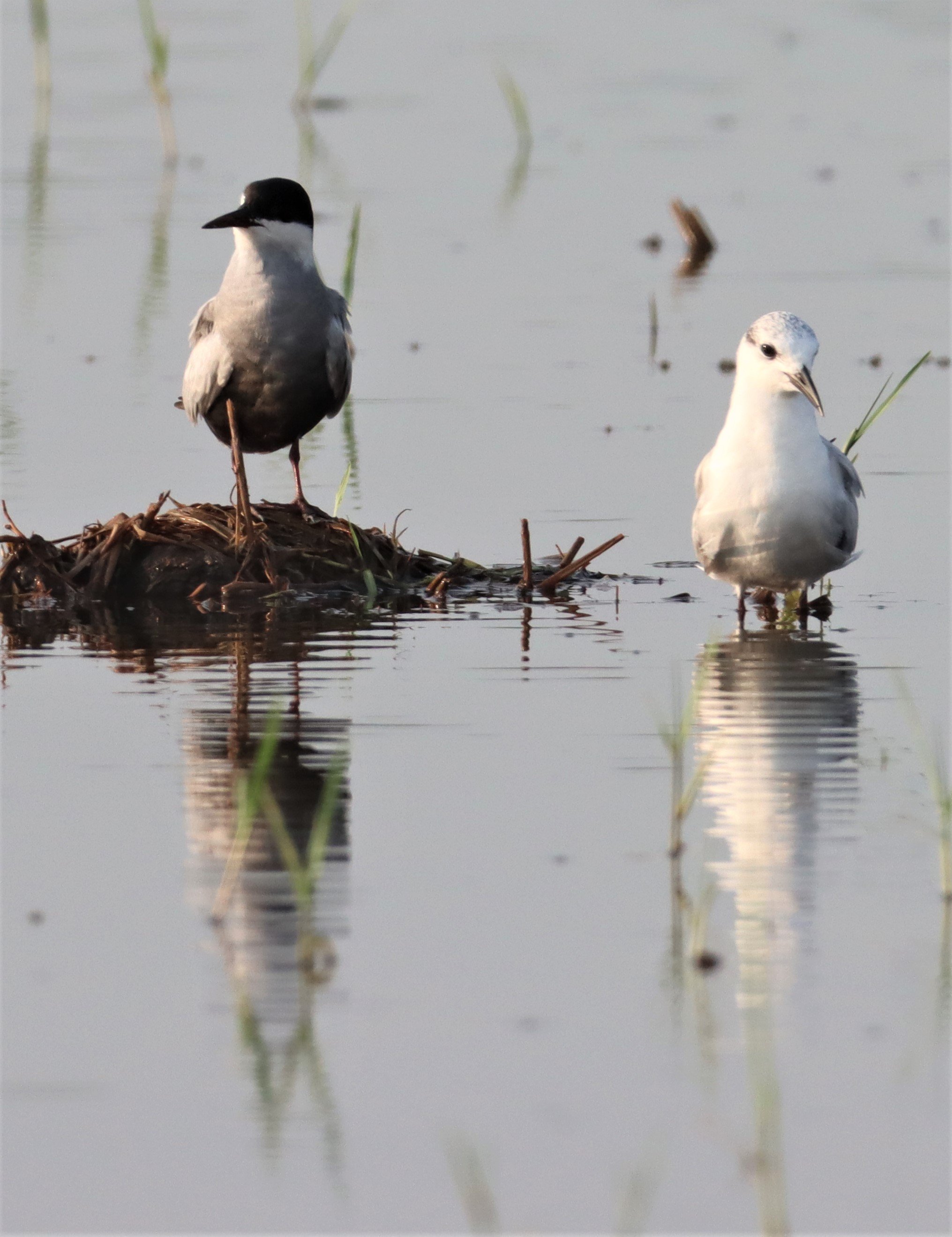 TERN - WHISKERED TERN - Chlidonias hybridus - PATHUM THANI RICE RESEARCH CENTER (7).jpg