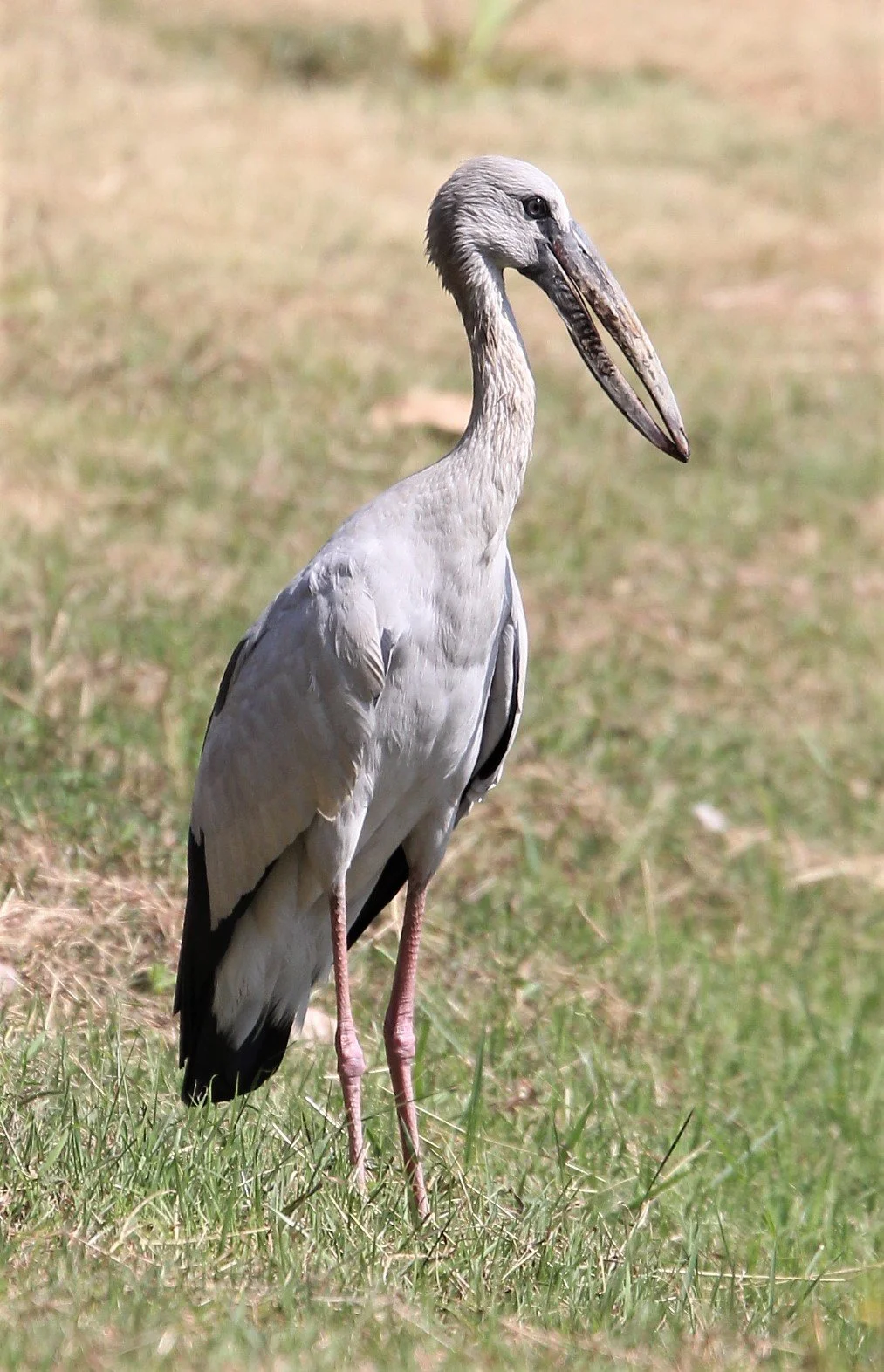 STORK - ASIAN OPENBLL - Anastomus oscitans - ROT FAI PARK BKK A (2).jpg
