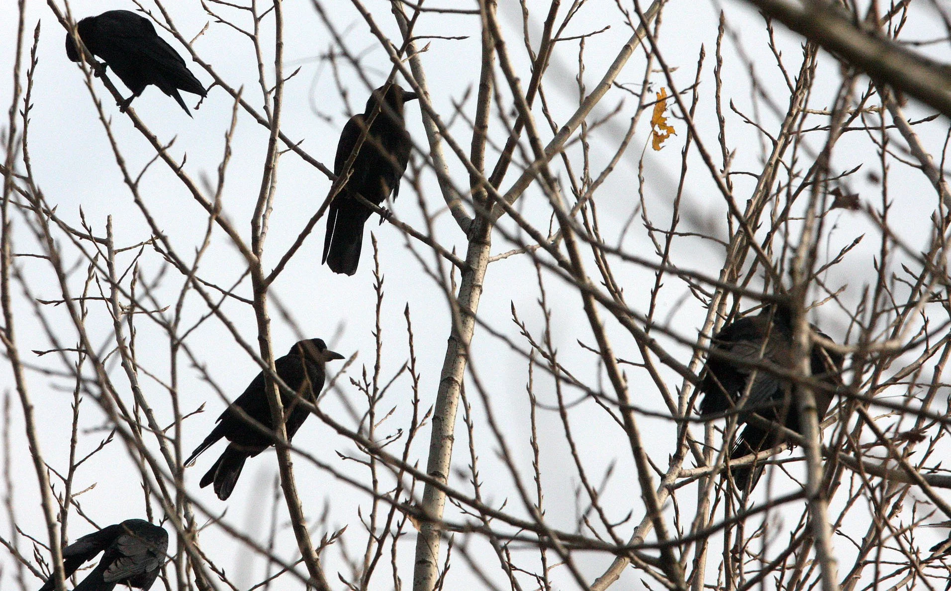 BIRD - JACKDAW - DAURIAN JACKDAW - COLOEUS DAUURICUS - WITH ROOKS - POYANG LAKE, JIANGXI PROVINCE, CHINA (15).JPG