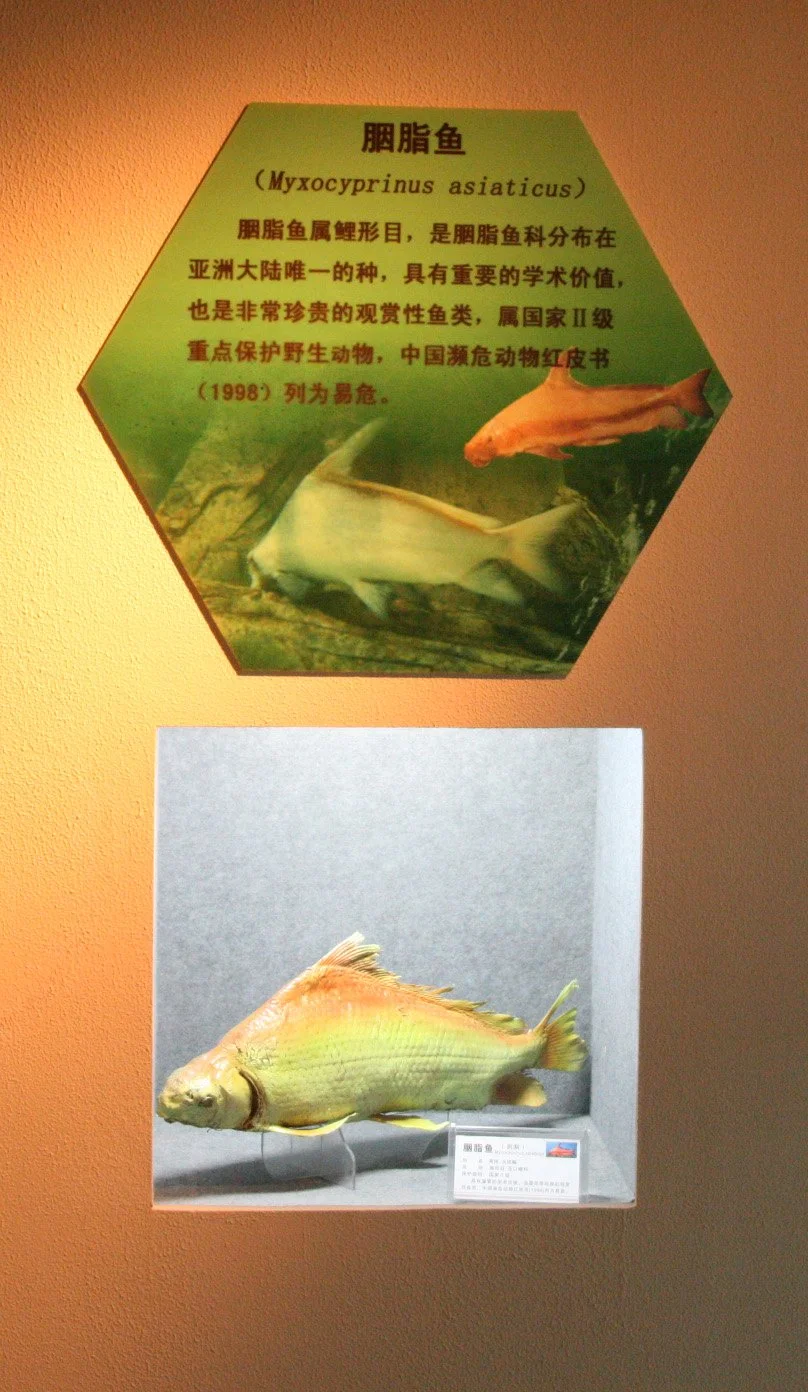 TONGLING RIVER DOLPHIN NATIONAL NATURE RESERVE - YUZHOU ISLAND (7).JPG