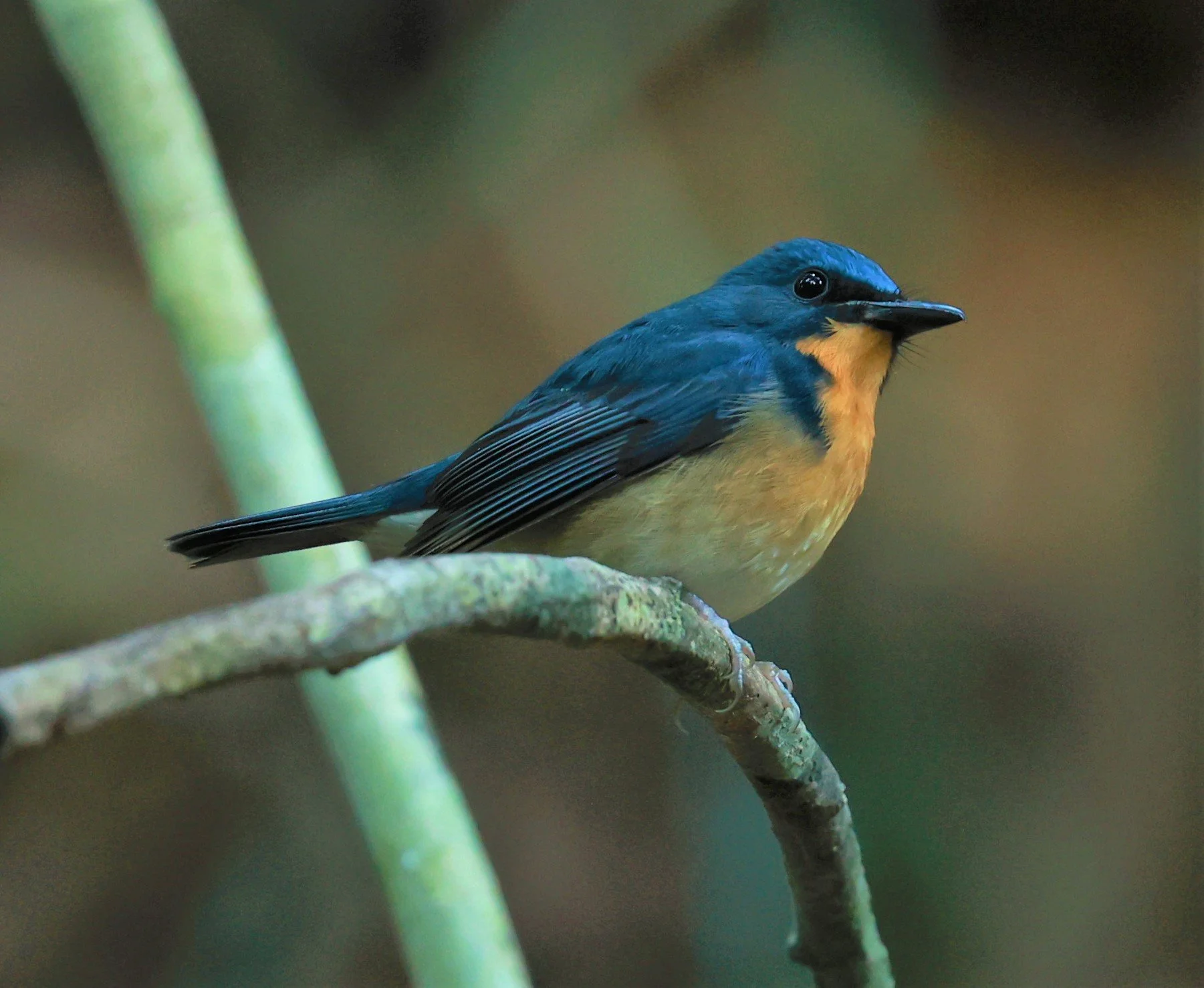 FLYCATCHER - LARGE BLUE FLYCATCHER - Cyornis magnirostris - Si Phang Nga National Park, Thailand Feb 18-19, 2023 (49).jpg