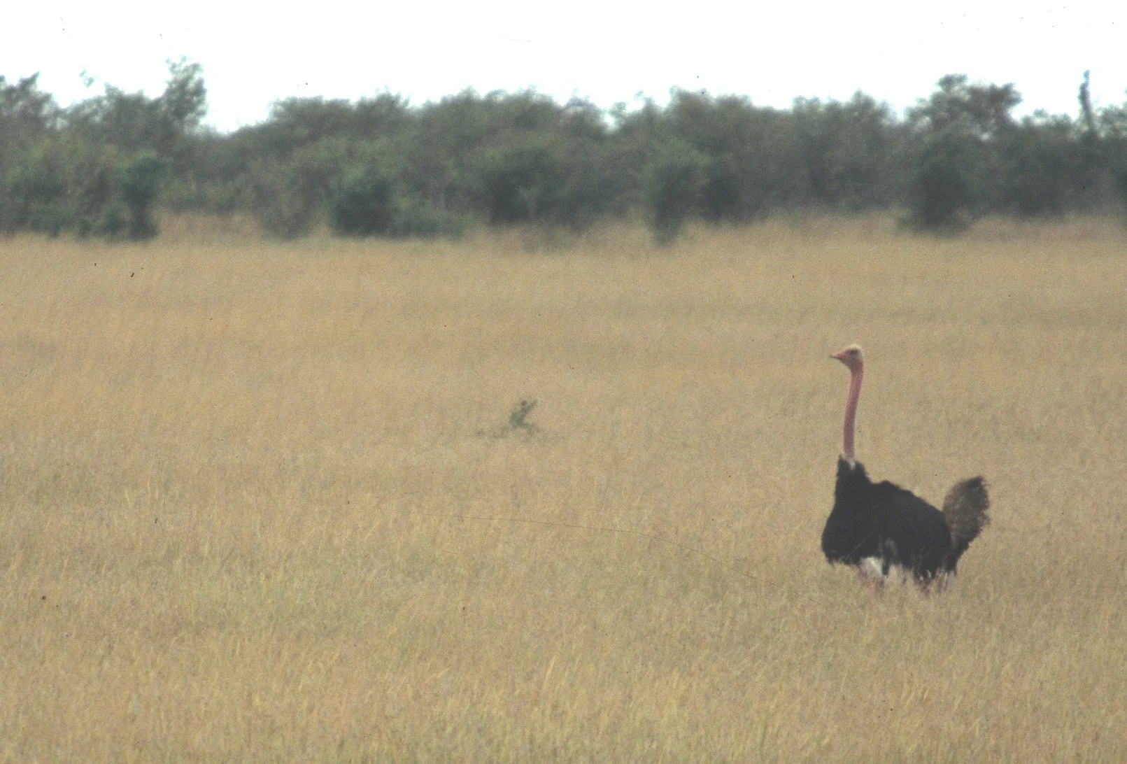Struthio camelus australis - SOUTH AFRICAN OSTRICH - KALAHARI scanned slides (2).jpg