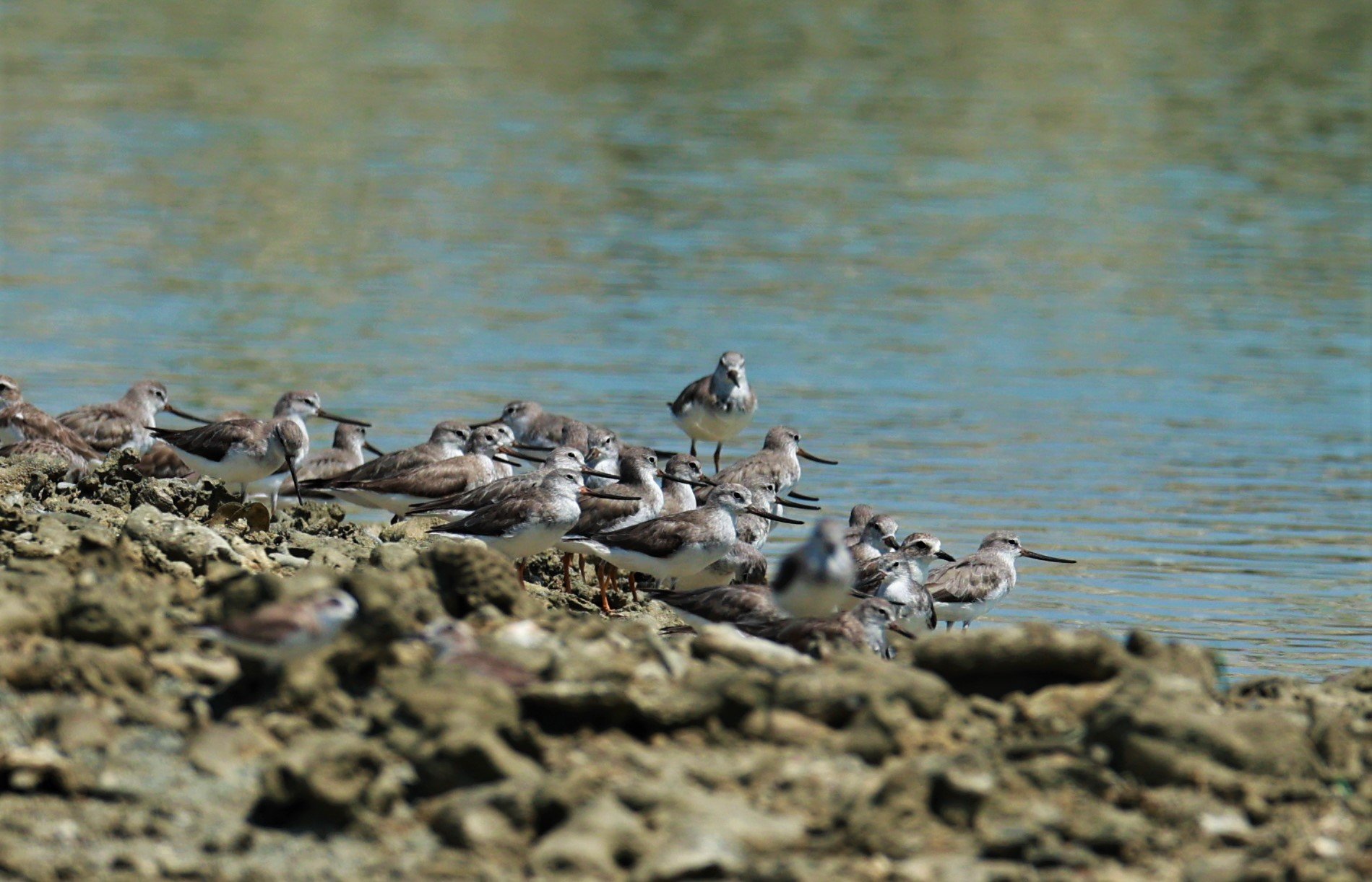 SANDPIPER - TEREK SANDPIPER - Xenus cinereus - Laem Pakarang, Phang Nga Province Feb 19 2023 (6).jpg