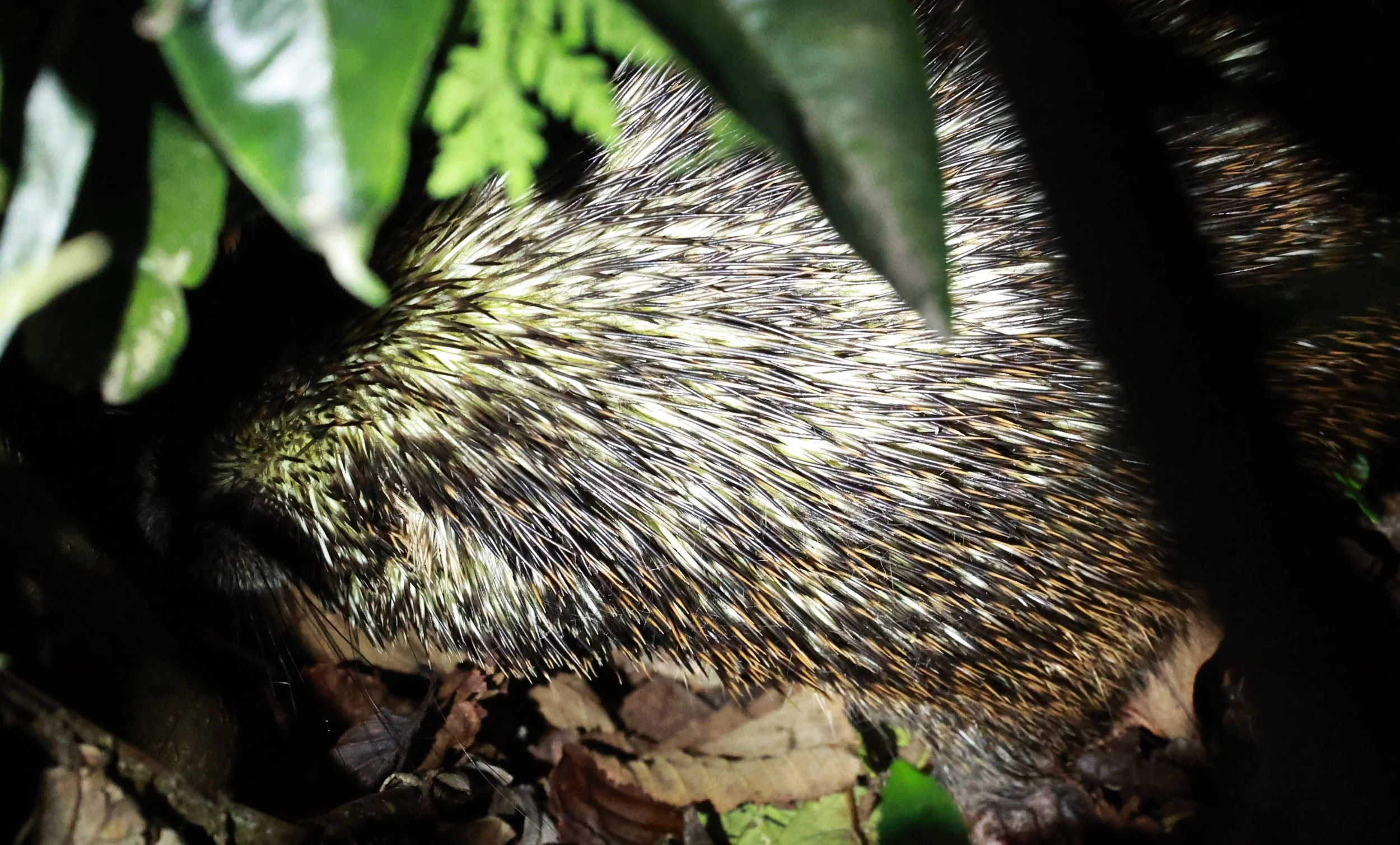 Genus Coendou. South American Porcupines — Coke Smith Wildlife