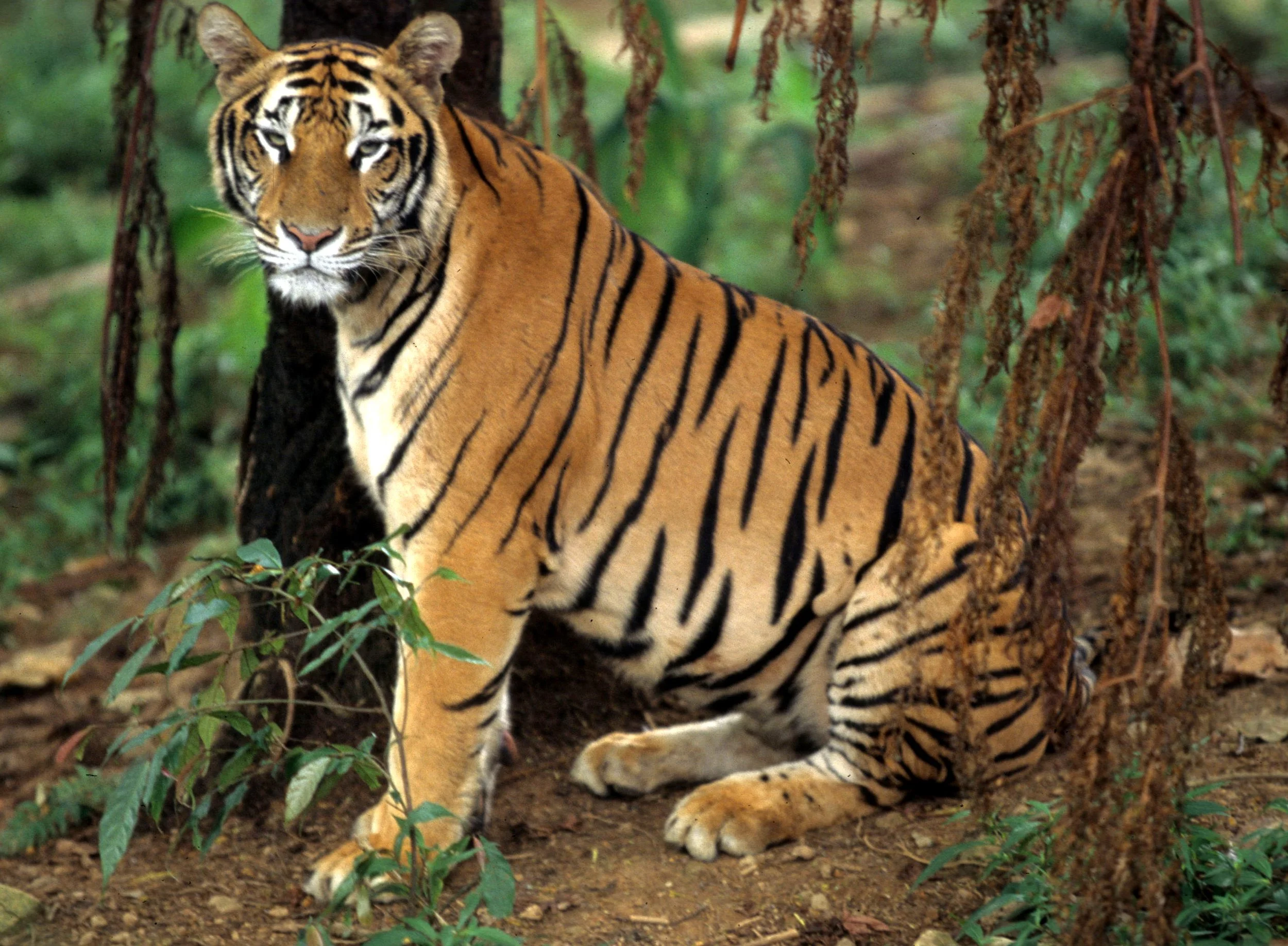 TIGER H.jpg