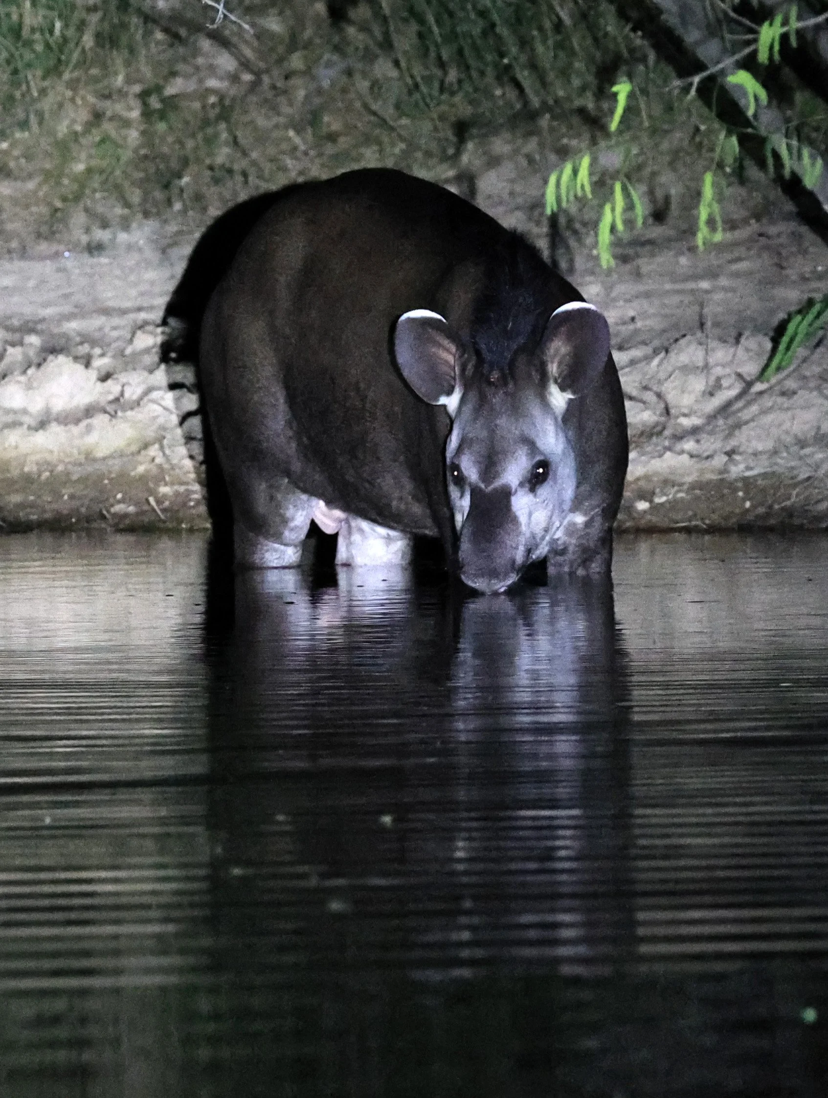 South American Tapir (Tapirus terrestris) Hotel Campestre Iparoma Paraguay  (29).jpg