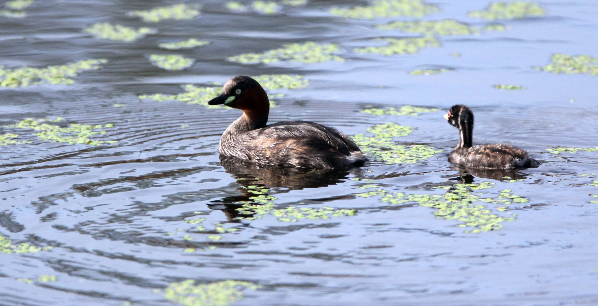 Little Grebe (Tachybaptus ruficollis) Nakhon Si Thammarat Wetlands Thailand (1).JPG
