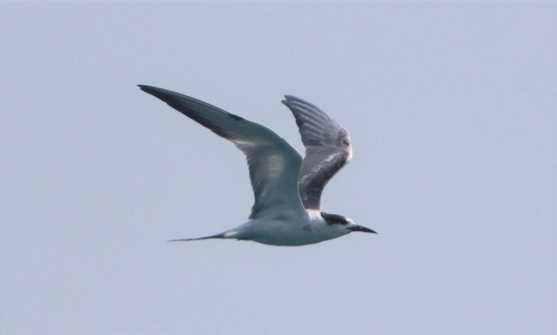 TERN - COMMON TERN - Sterna hirundo - UPPER NE GULF OF THAILAND NEAR CHACHOENGSAO (43).jpg