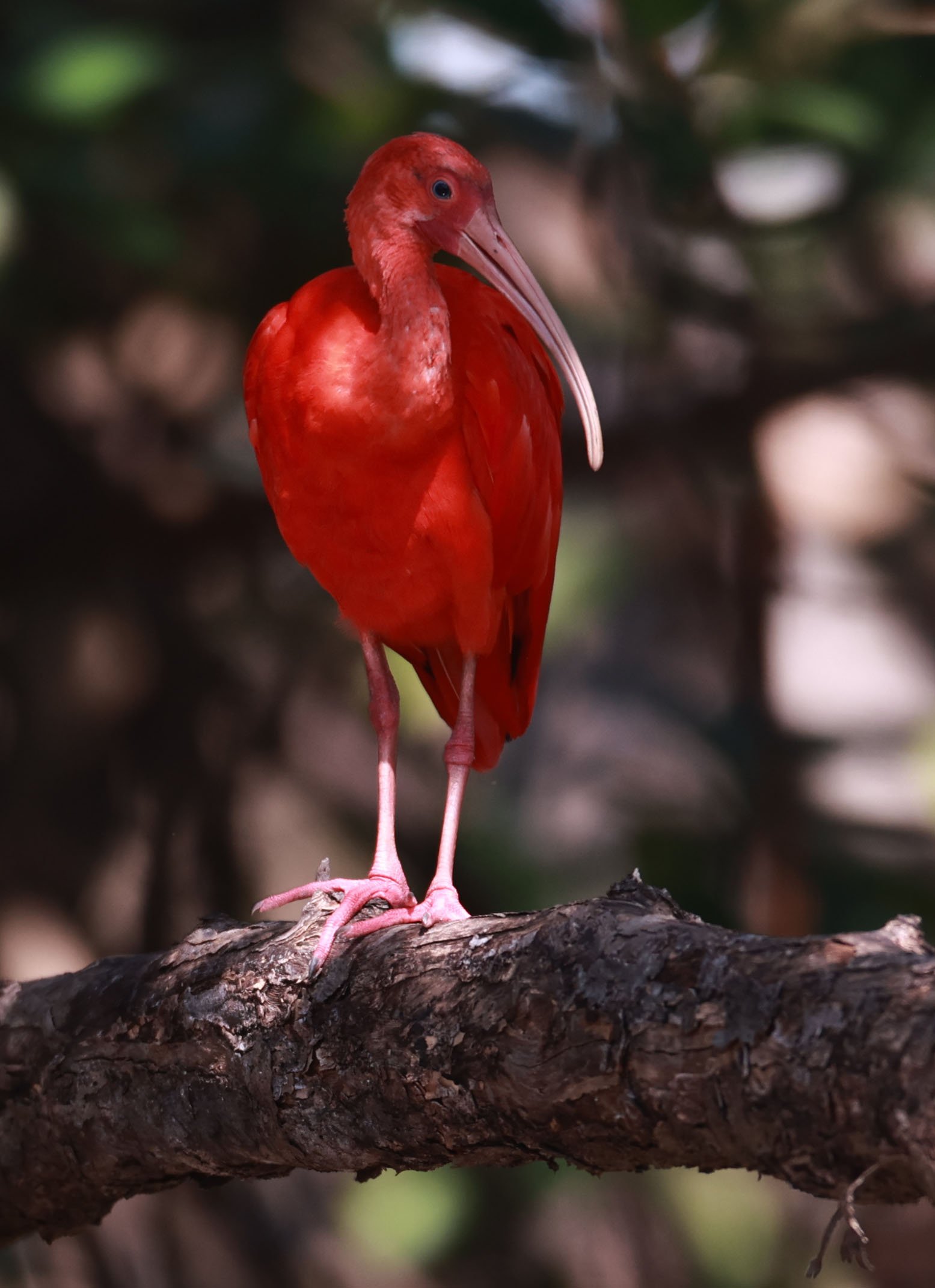 Ibis - Scarlet Ibis - Eudocimus ruber - 29 Songkaow Cafe, Chachoengsao Thailand (366).jpg